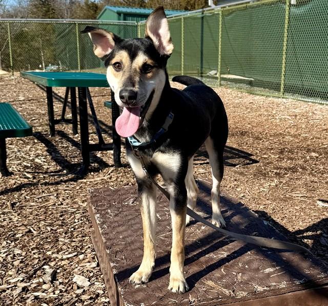 Enlarge RACER, a Adoptable mixed breed in Leesburg, VA image 1/1