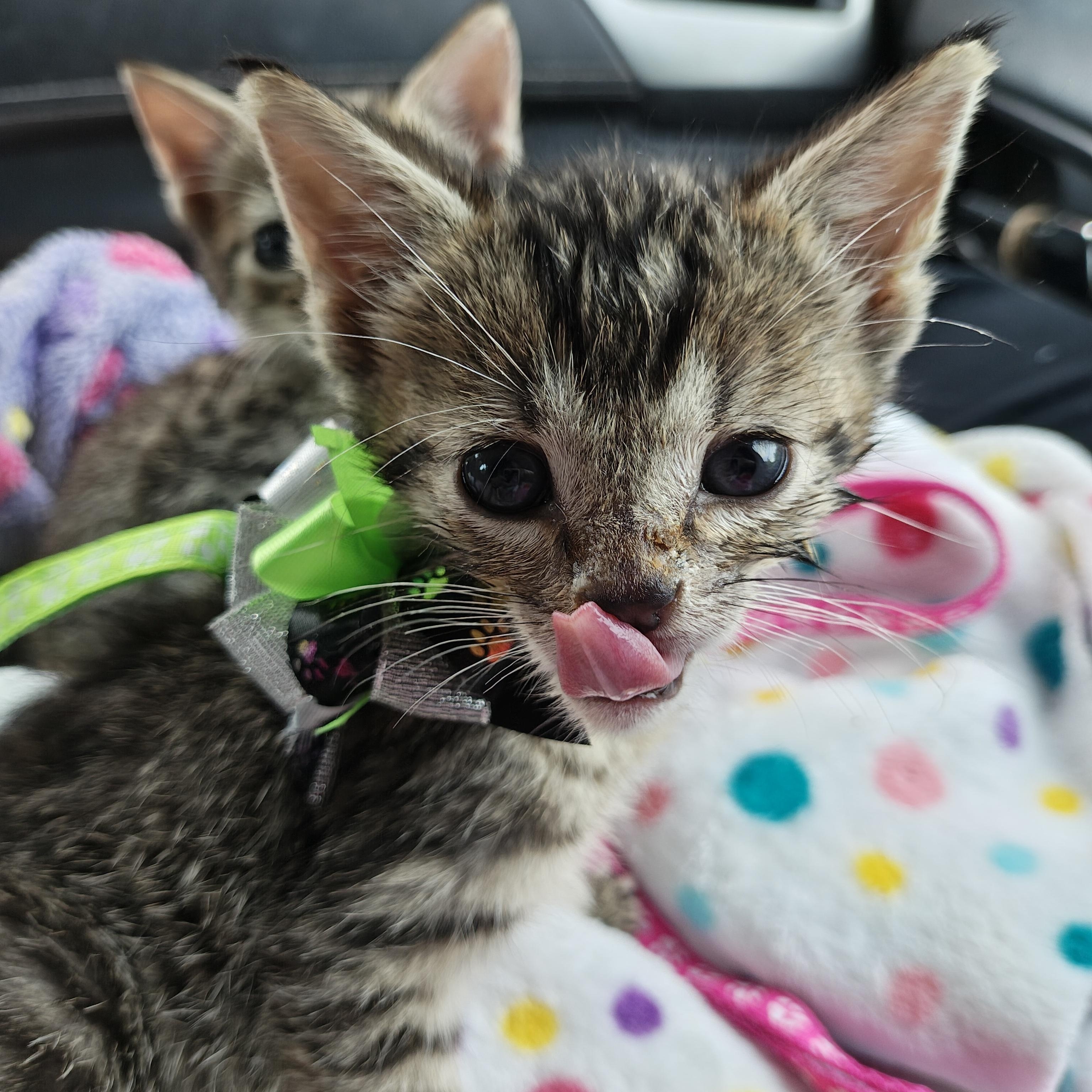 Enlarge Orion, an adopted Domestic Short Hair in Mt Pleasant, SC image 4/6