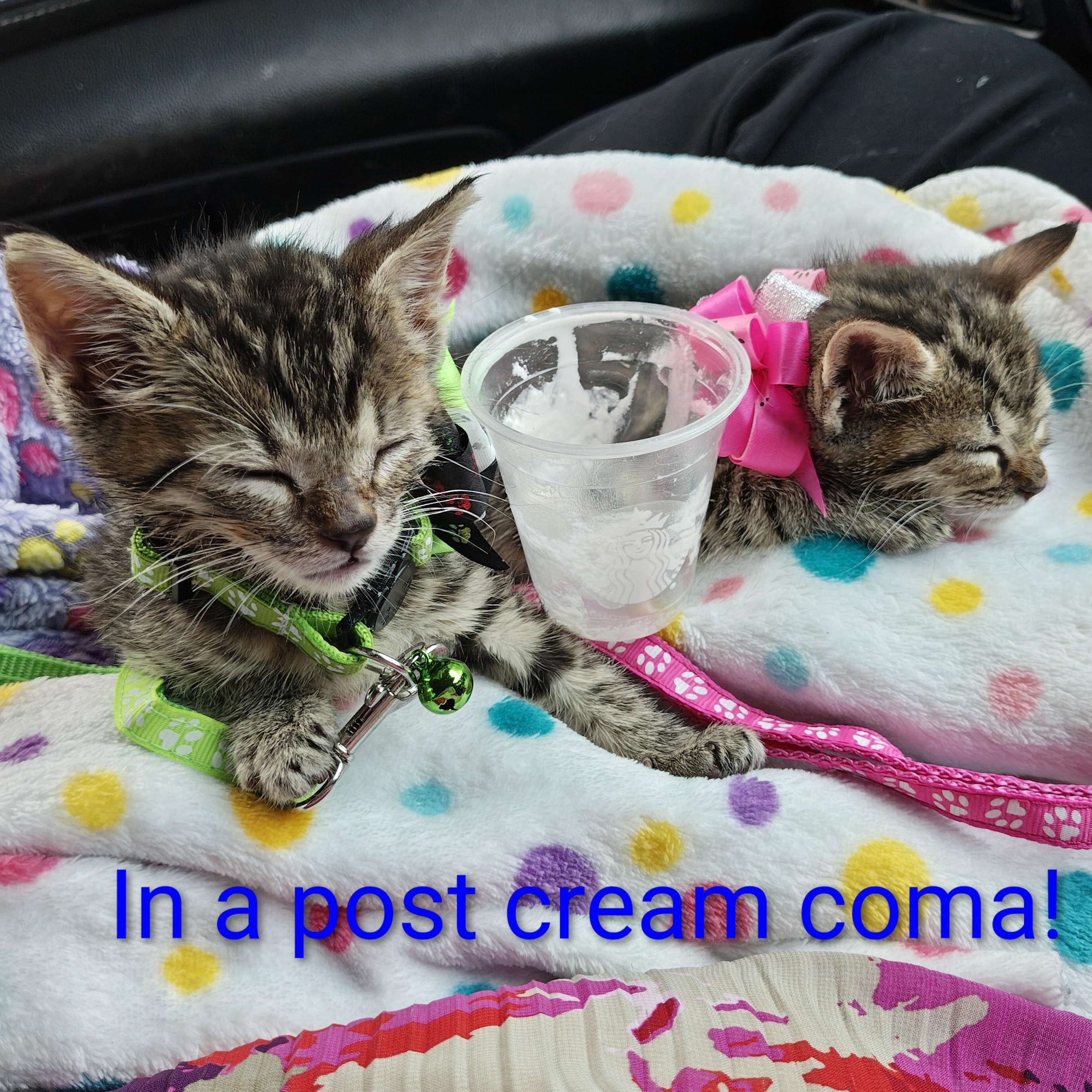 Enlarge Orion, an adopted Domestic Short Hair in Mt Pleasant, SC image 6/6