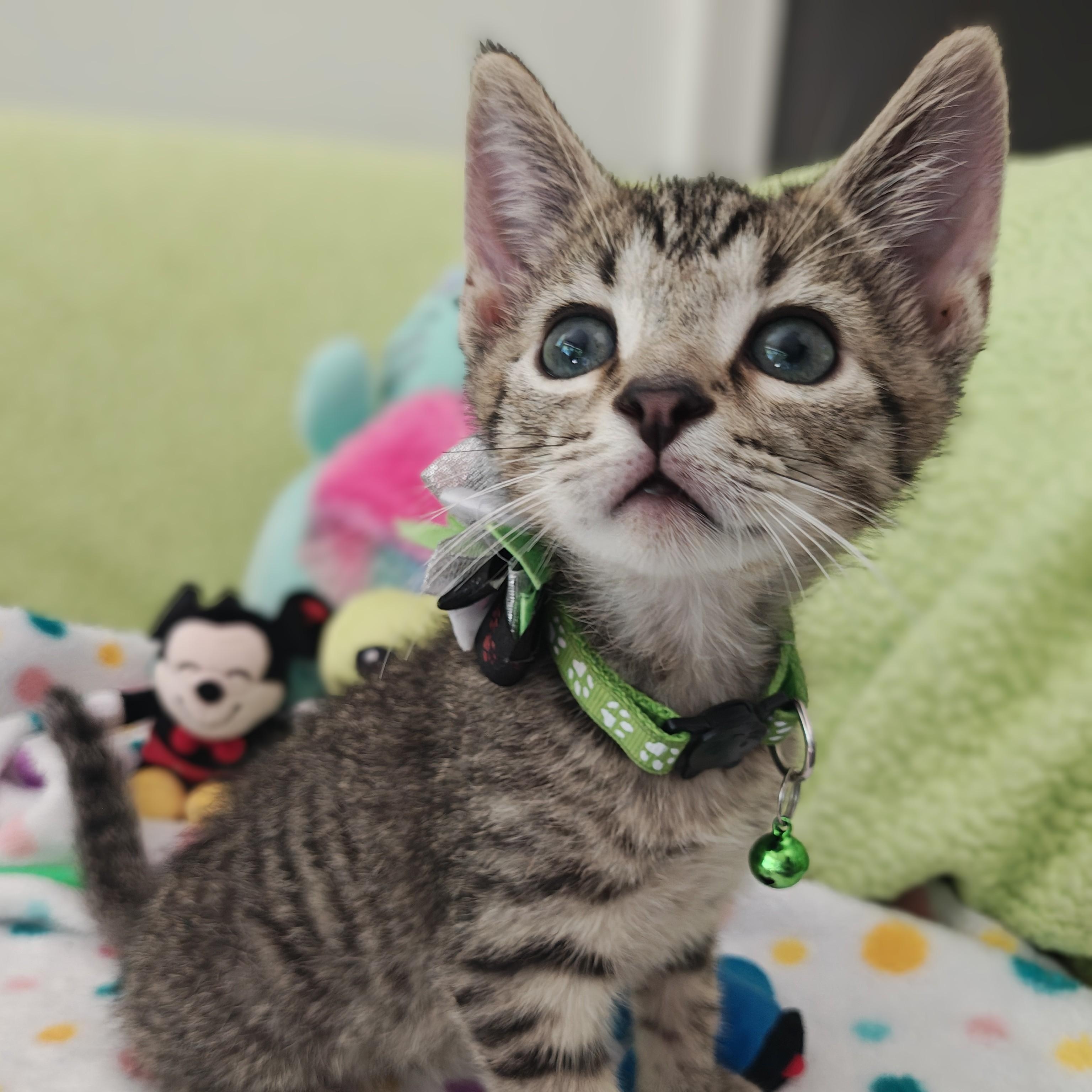 Enlarge Orion, an adopted Domestic Short Hair in Mt Pleasant, SC image 1/6