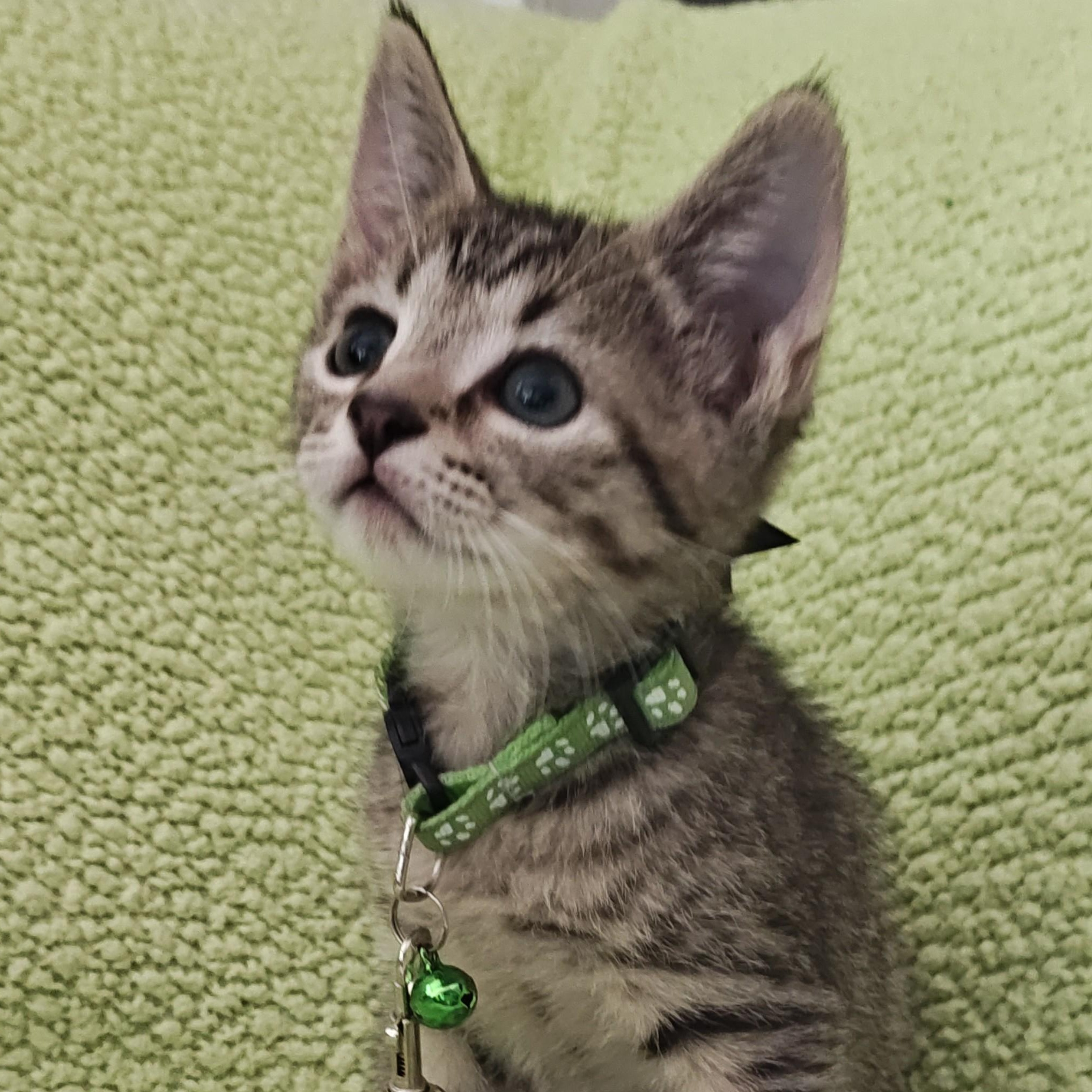 Enlarge Orion, an adopted Domestic Short Hair in Mt Pleasant, SC image 3/6