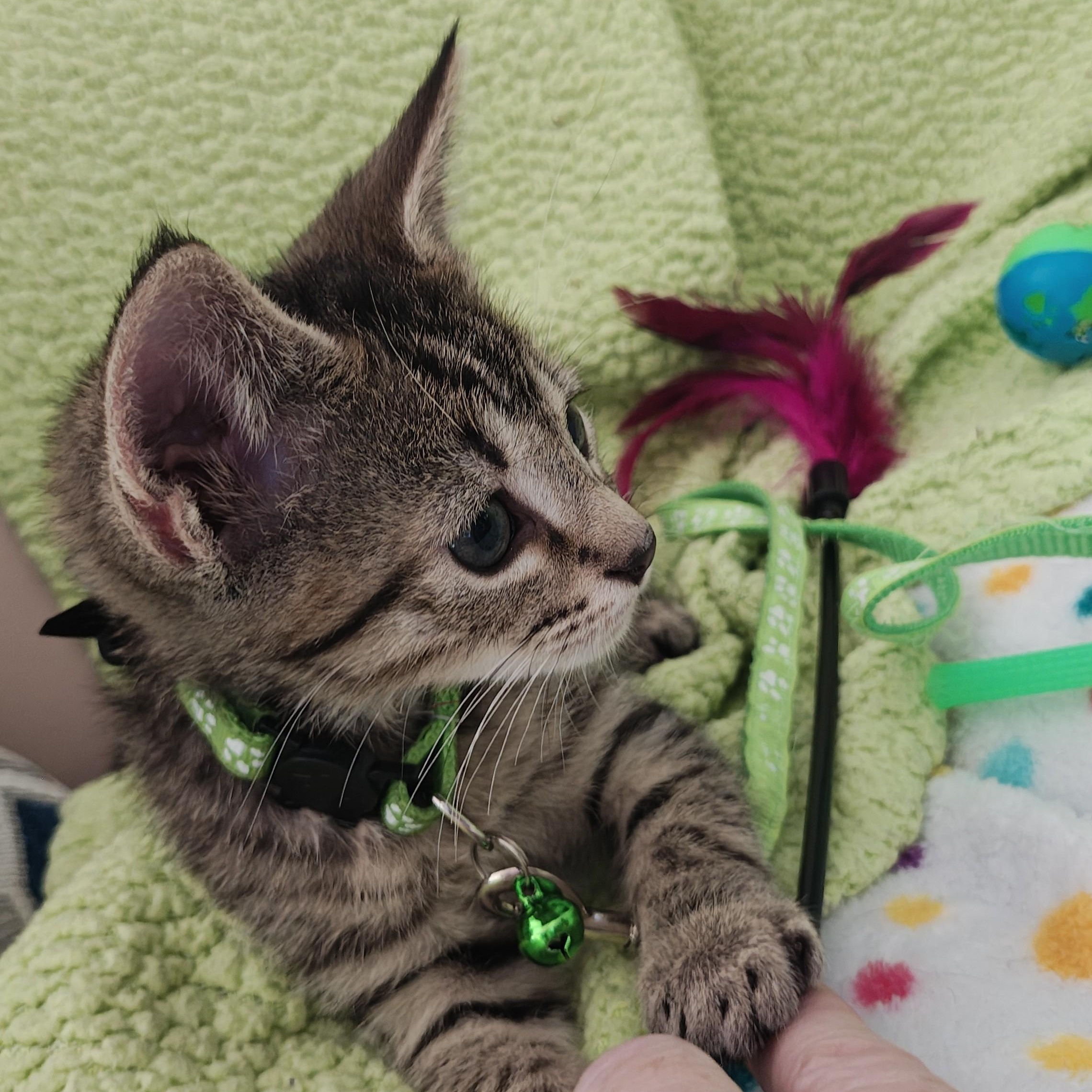 Enlarge Orion, an adopted Domestic Short Hair in Mt Pleasant, SC image 2/6