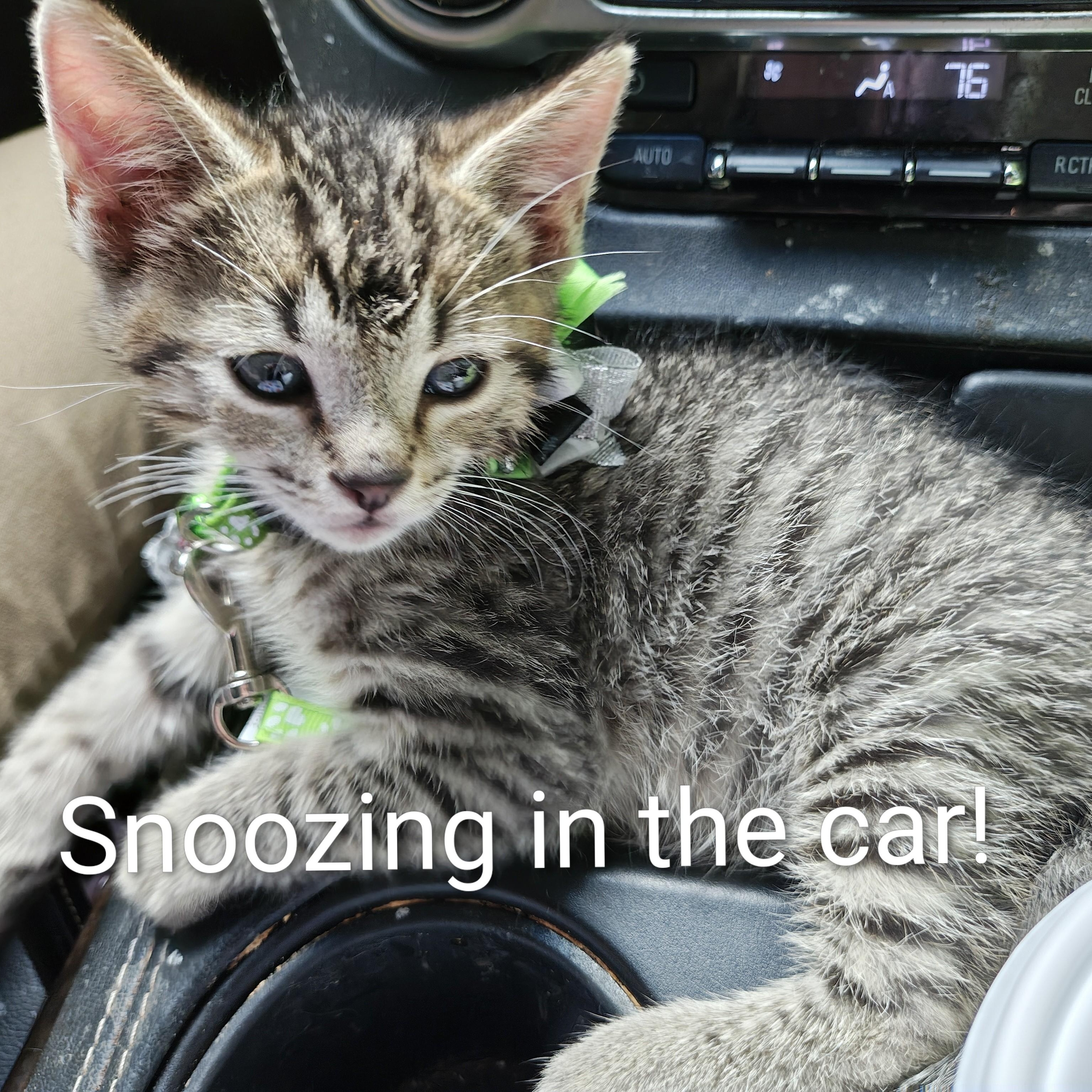 Enlarge Orion, an adopted Domestic Short Hair in Mt Pleasant, SC image 5/6