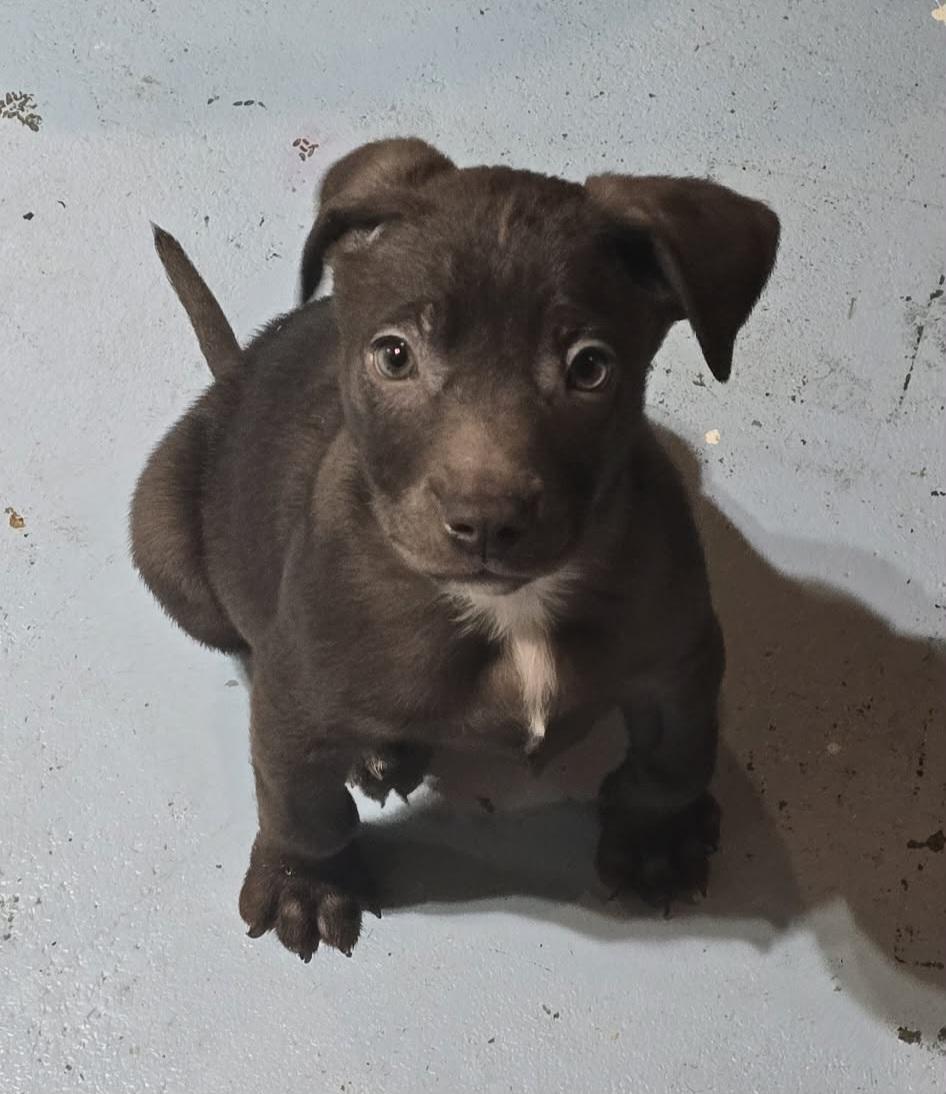 Mort, an adopted mixed breed in Grand Rapids, MI image 1/2