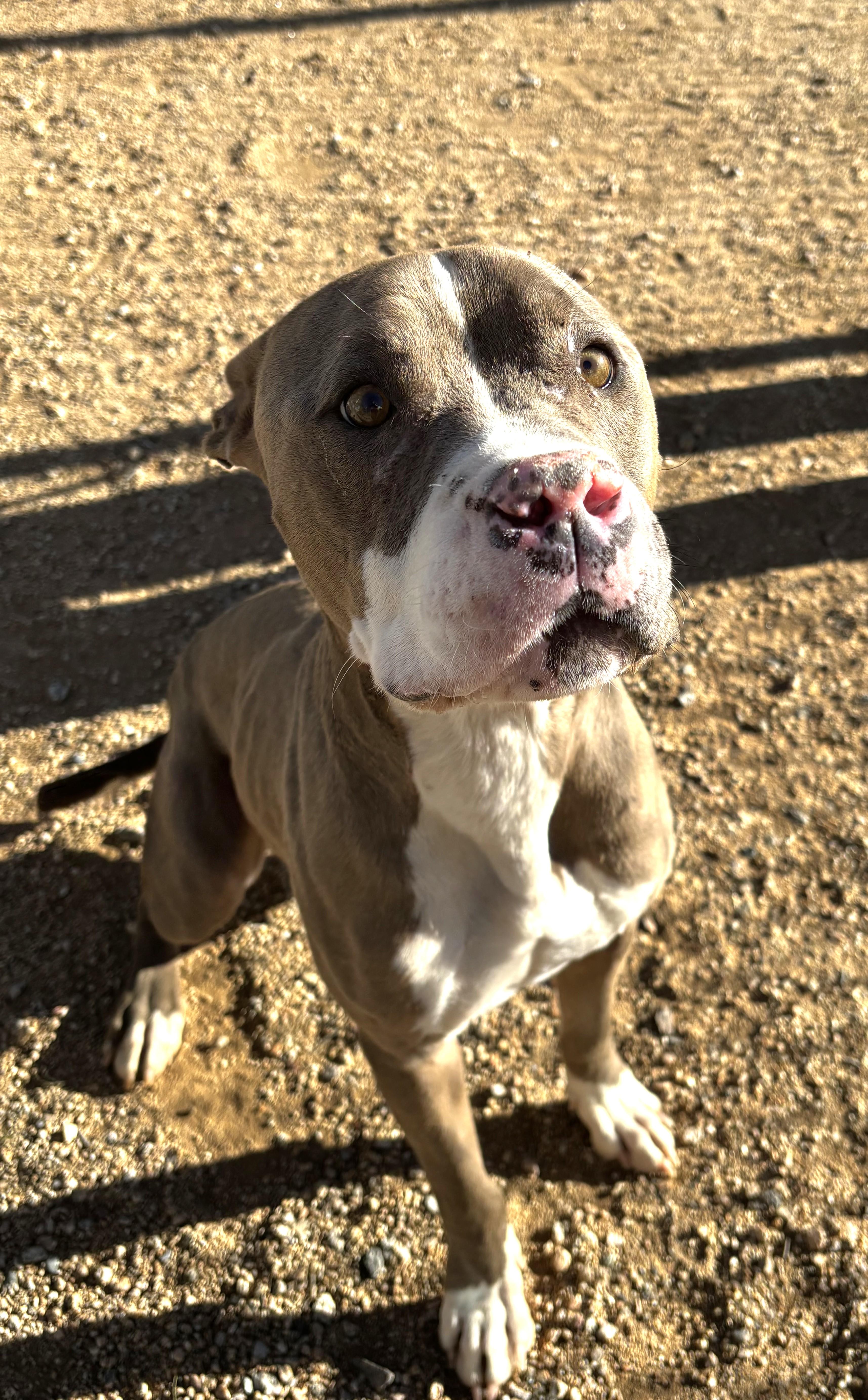 Enlarge Chevy, a ADOPTABLE Pit Bull Terrier in Sierra Vista, AZ image 2/2