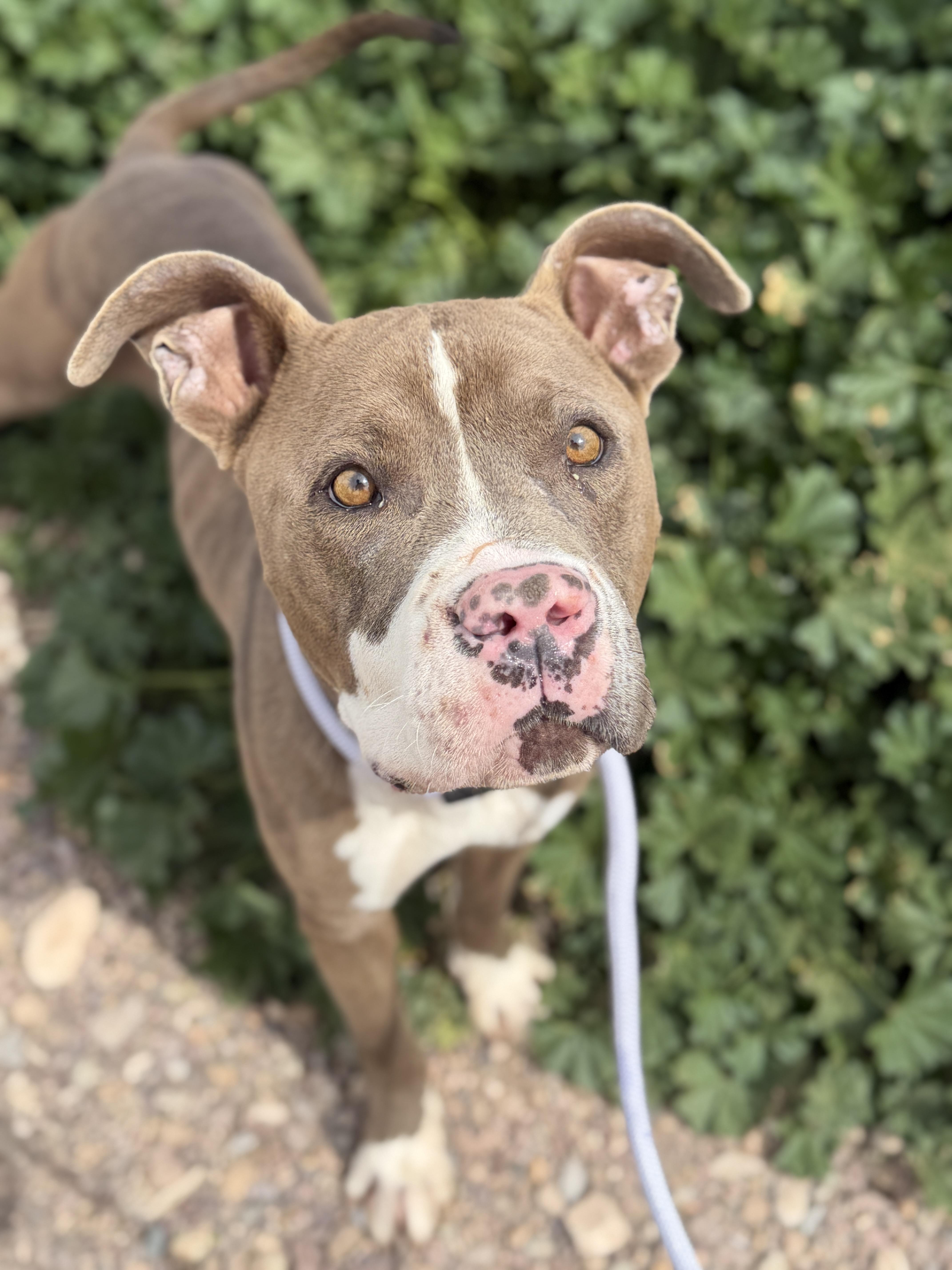 Chevy, ADOPTABLE, Adult Male Pit Bull Terrier.
