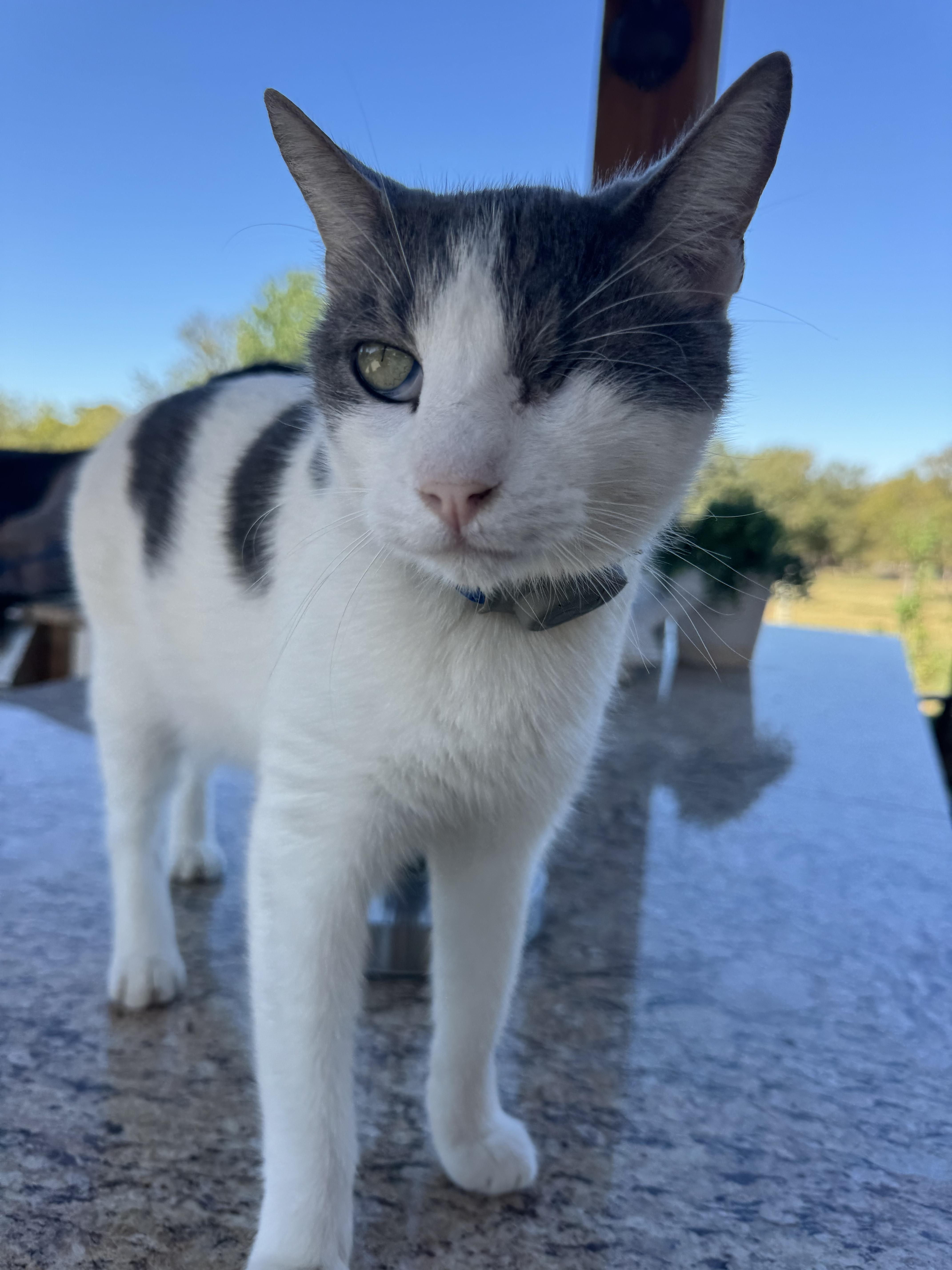 Enlarge Gus, a Adoptable Domestic Medium Hair in Southlake, TX image 5/5