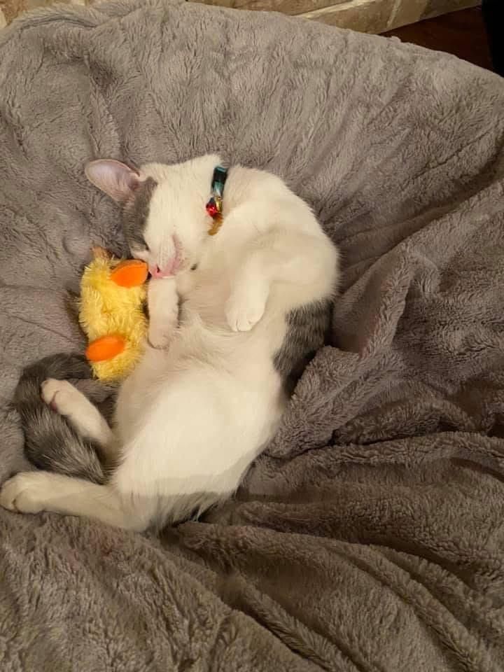 Enlarge Gus, a Adoptable Domestic Medium Hair in Southlake, TX image 4/5