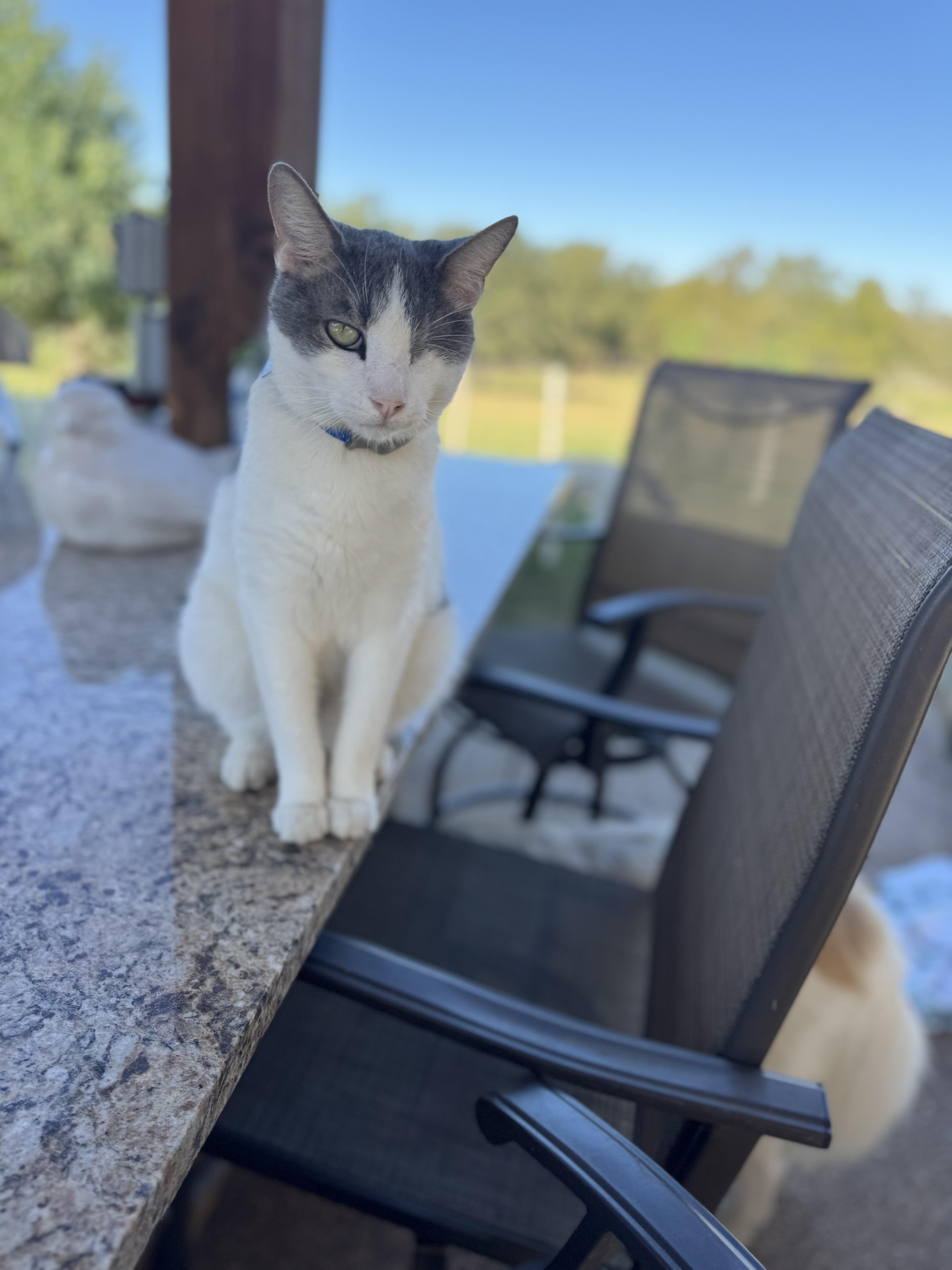 Enlarge Gus, a Adoptable Domestic Medium Hair in Southlake, TX image 1/5