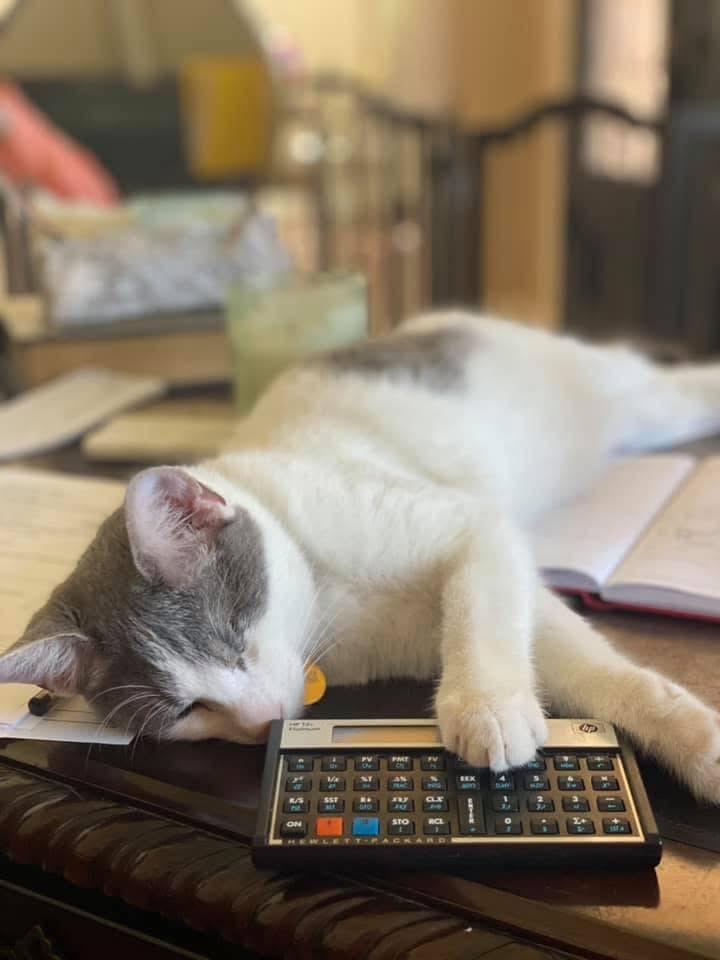 Enlarge Gus, a Adoptable Domestic Medium Hair in Southlake, TX image 3/5