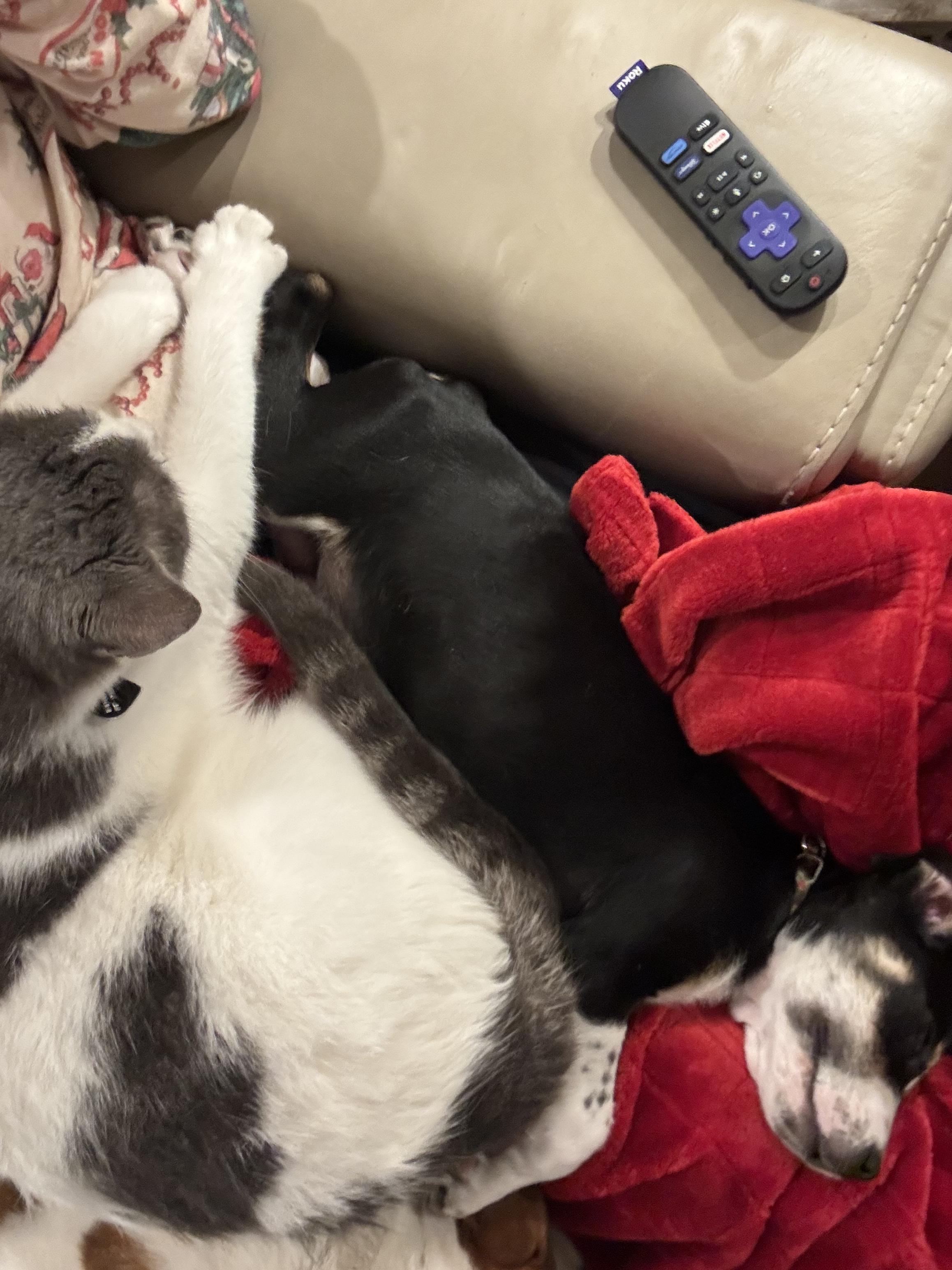 Enlarge Gus, a Adoptable Domestic Medium Hair in Southlake, TX image 2/5