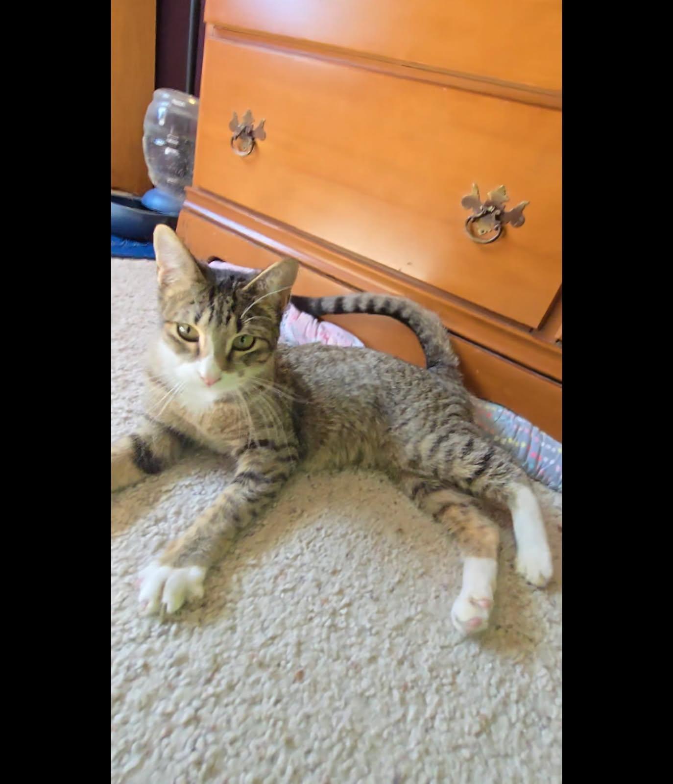 Enlarge Priscilla, a Adoptable Tabby in Campbell, CA image 1/1