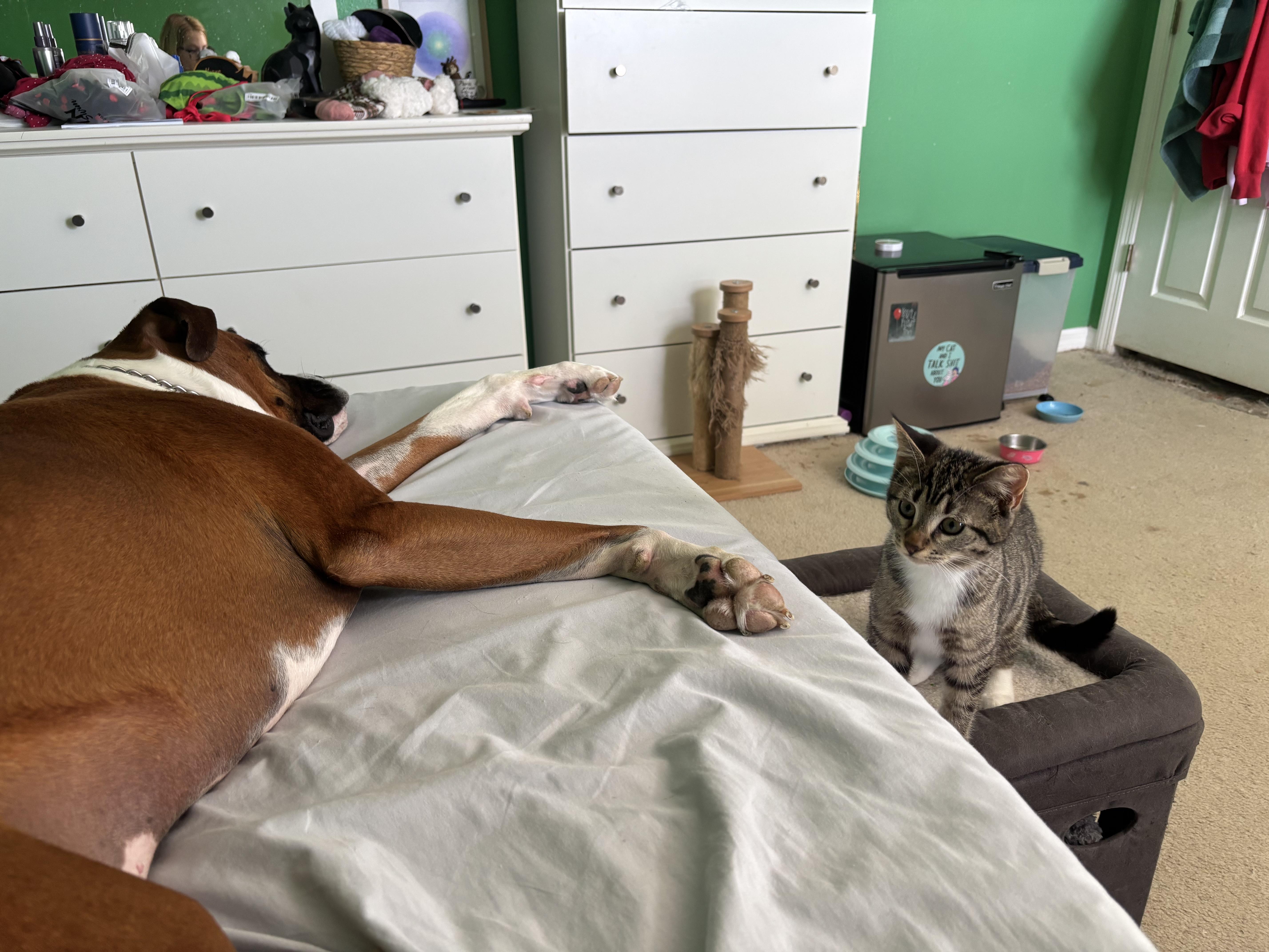 Nutmeg, a Adoptable Domestic Short Hair in Boston, MA image 4/6