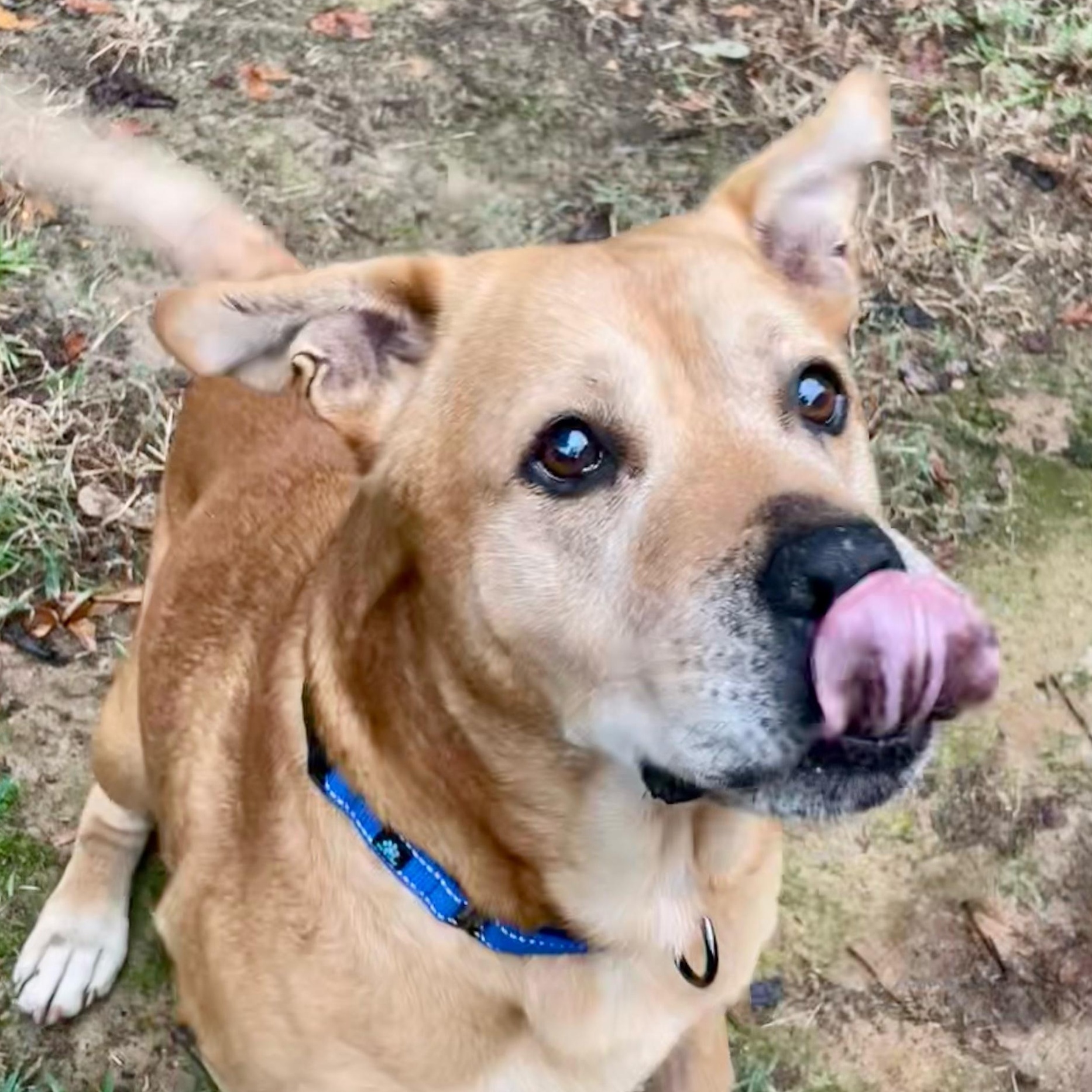 Rocky, Adoptable, Senior Male Mixed Breed.
