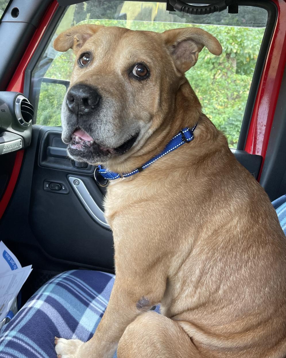 Enlarge Rocky, a Adoptable mixed breed in Roswell, GA image 4/6