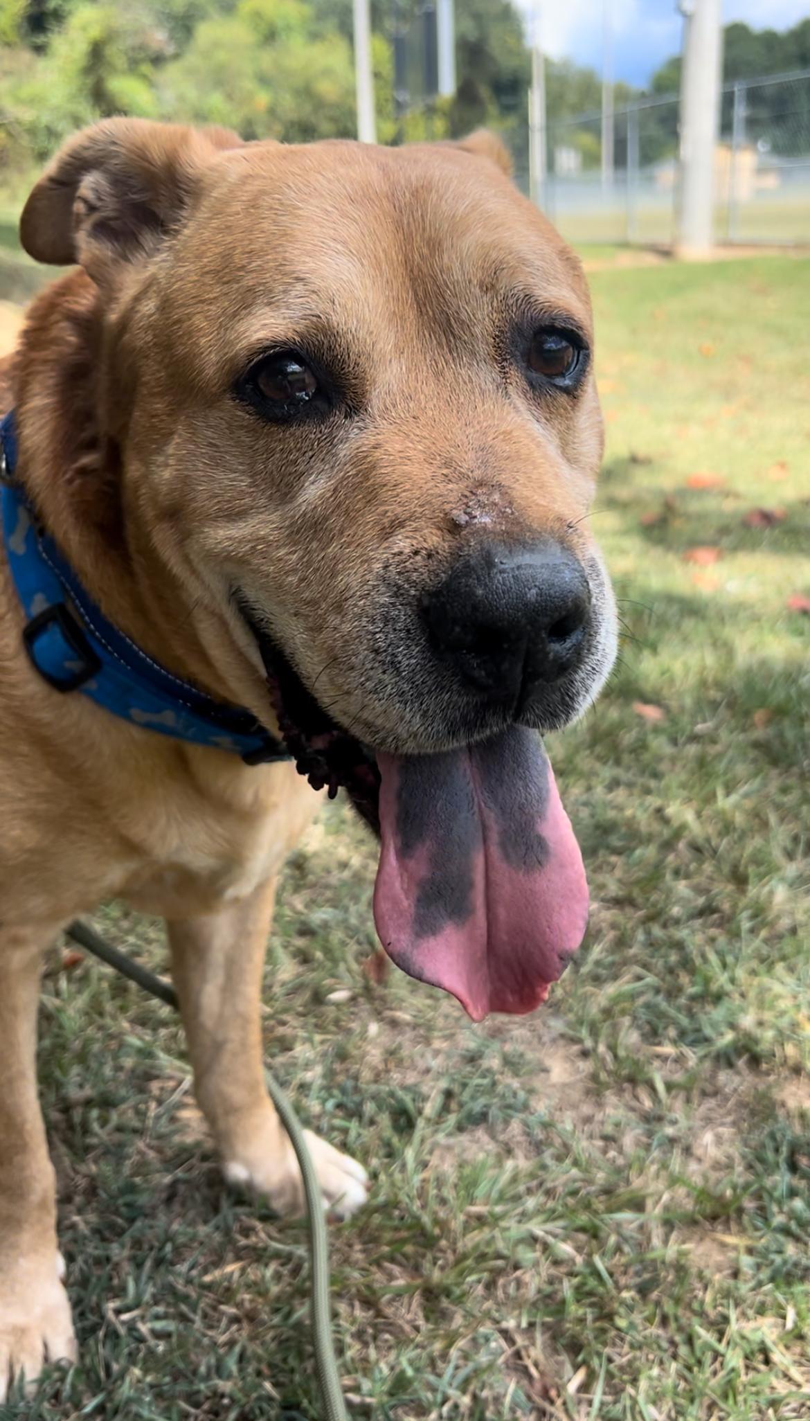 Enlarge Rocky, a Adoptable mixed breed in Roswell, GA image 6/6