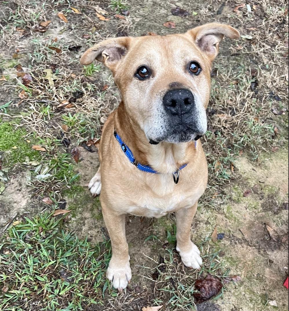 Enlarge Rocky, a Adoptable mixed breed in Roswell, GA image 2/6