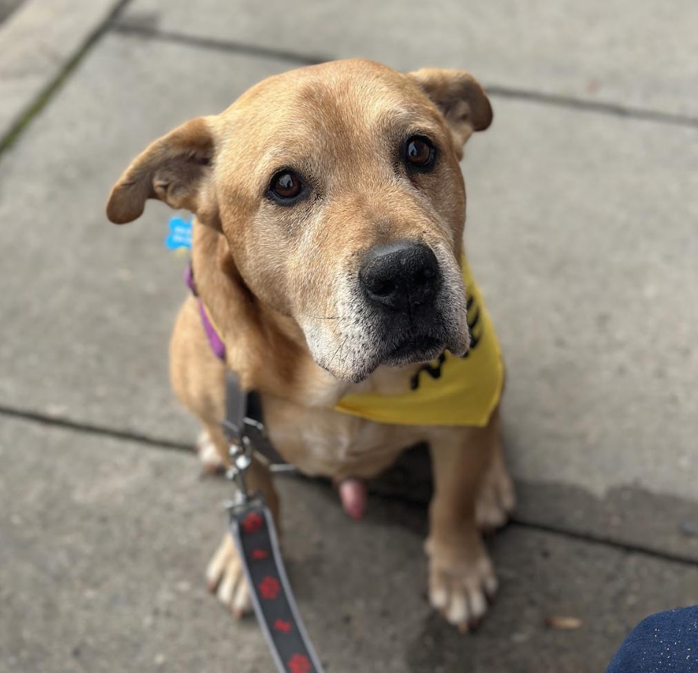 Enlarge Rocky, a Adoptable mixed breed in Roswell, GA image 6/6