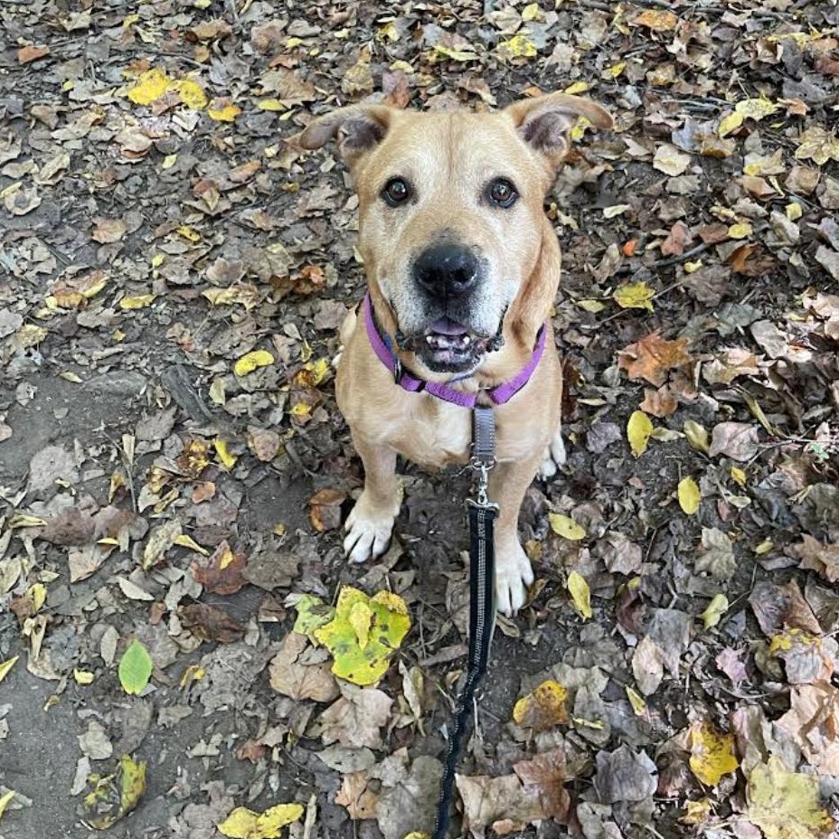 Enlarge Rocky, a Adoptable mixed breed in Roswell, GA image 3/6