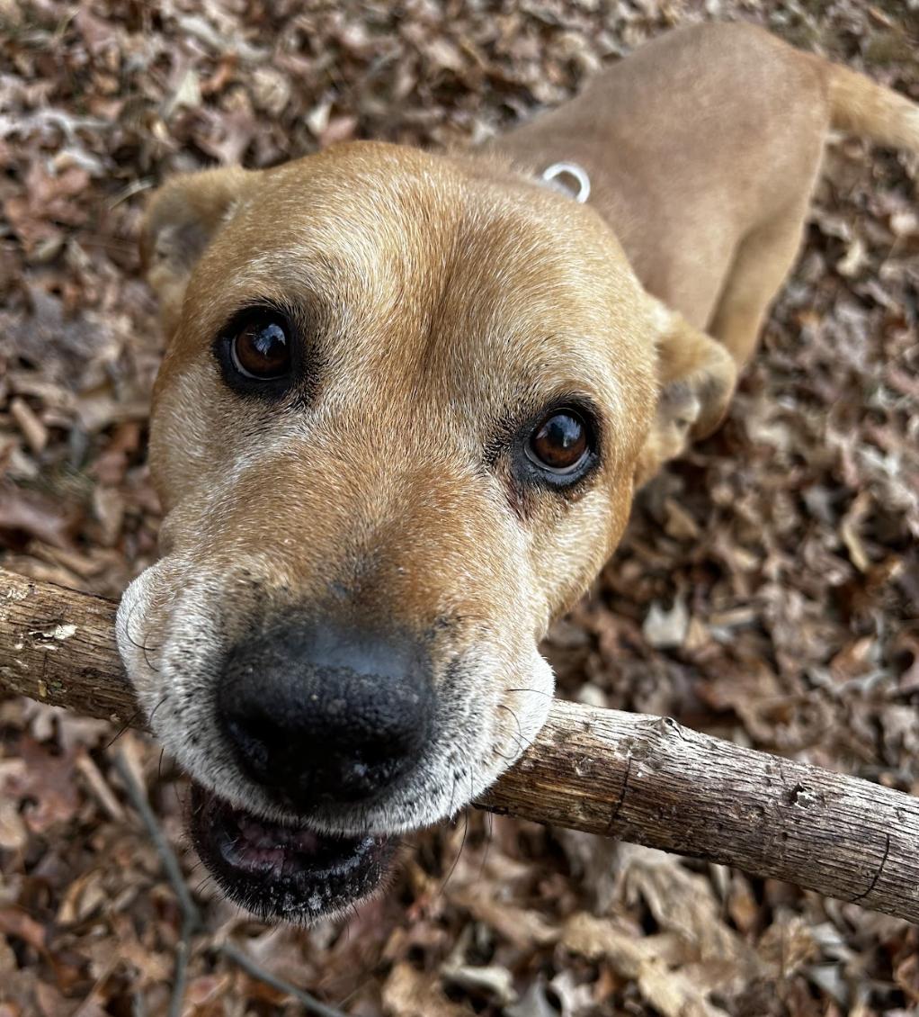 Rocky, Adoptable, Senior Male Mixed Breed.