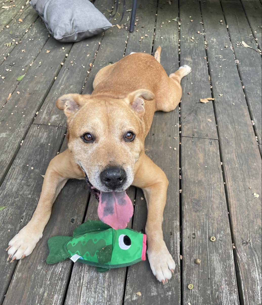 Enlarge Rocky, a Adoptable mixed breed in Roswell, GA image 5/6