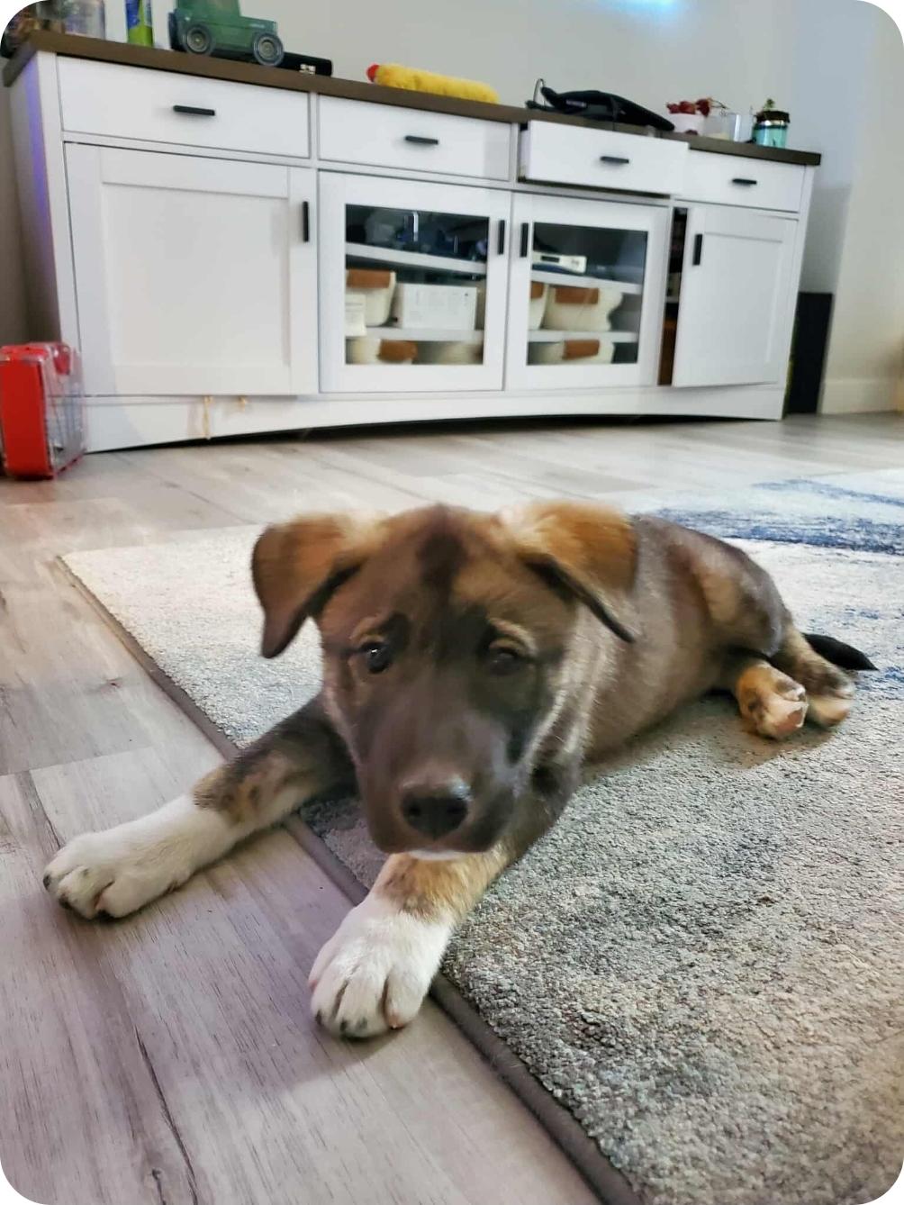 Aspen, an adoptable Husky, Mixed Breed in Winnipeg, MB, R3E 2Z9 | Photo Image 2