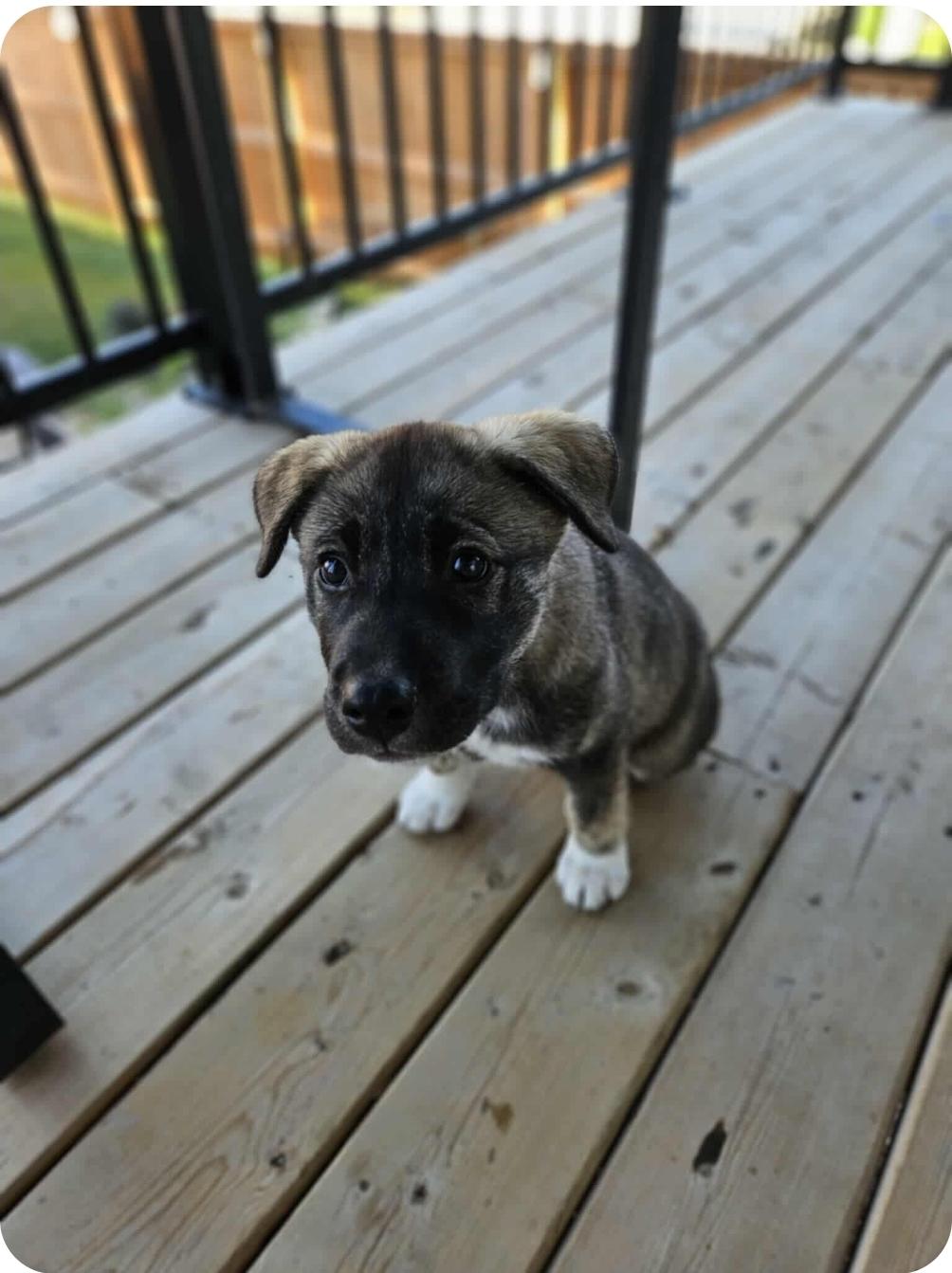 Aspen, an adoptable Husky, Mixed Breed in Winnipeg, MB, R3E 2Z9 | Photo Image 5
