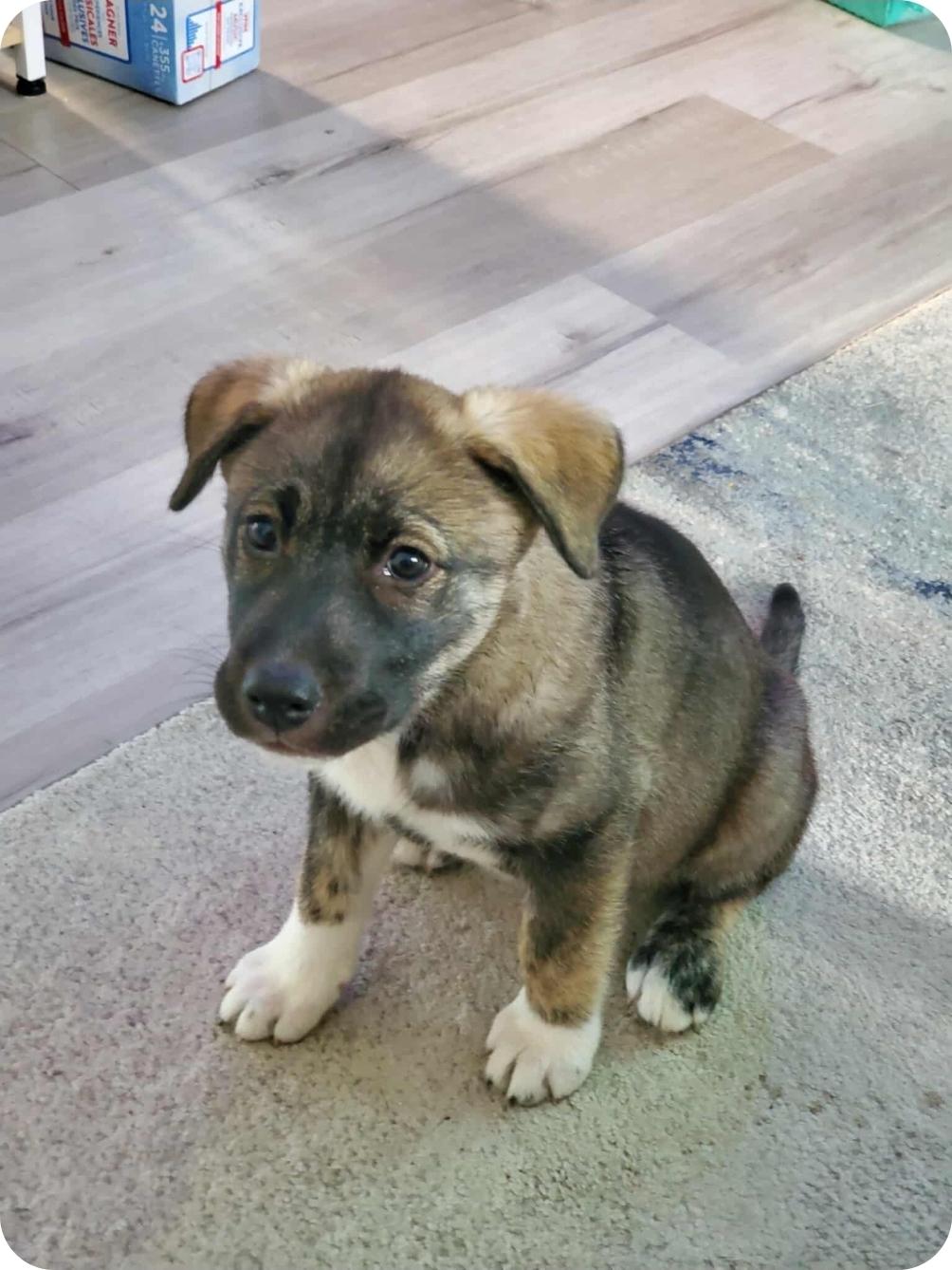 Aspen, an adoptable Husky, Mixed Breed in Winnipeg, MB, R3E 2Z9 | Photo Image 1
