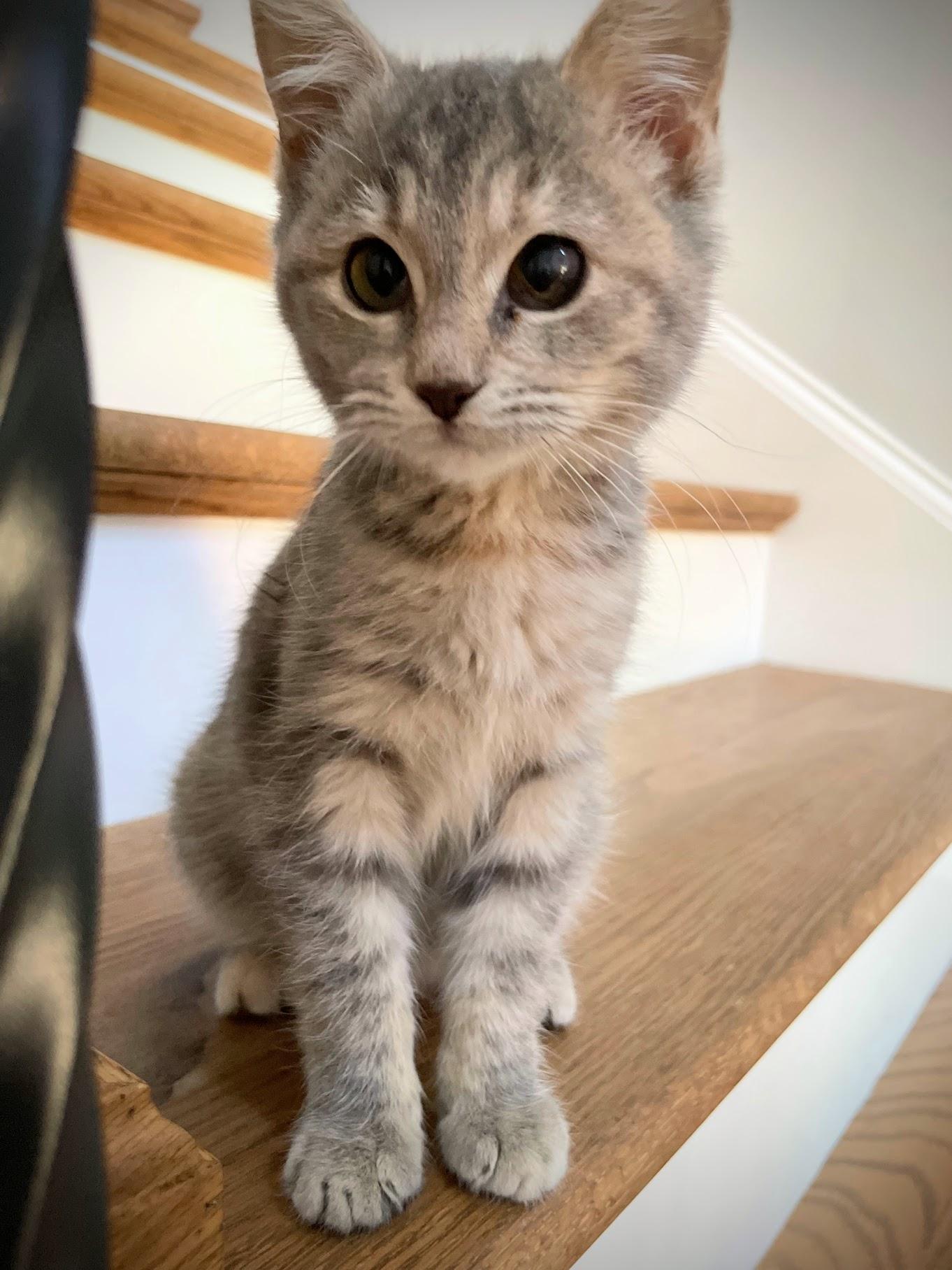 Enlarge Wednesday, an adopted Domestic Medium Hair in Murfreesboro, TN image 1/4