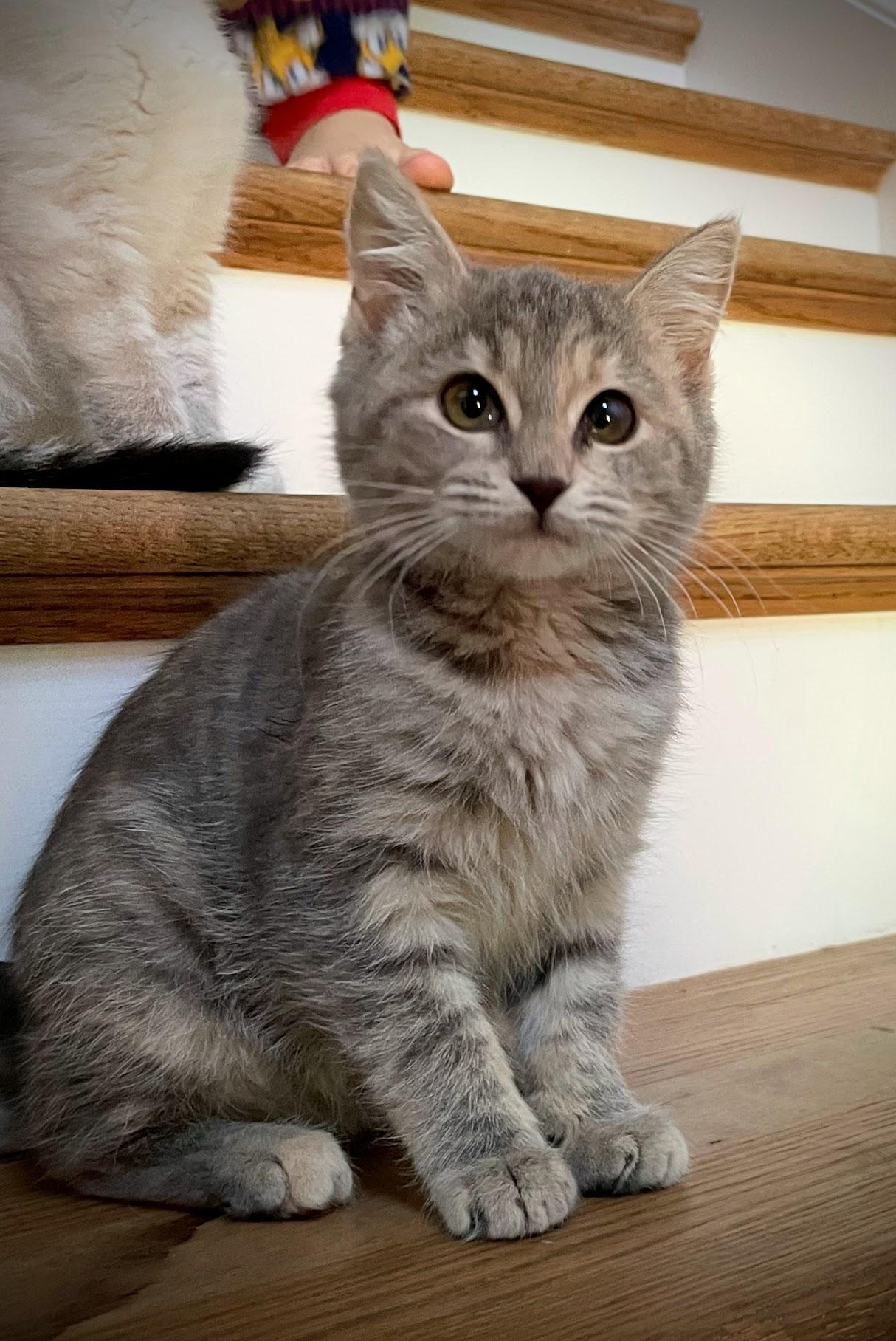 Enlarge Wednesday, an adopted Domestic Medium Hair in Murfreesboro, TN image 2/4