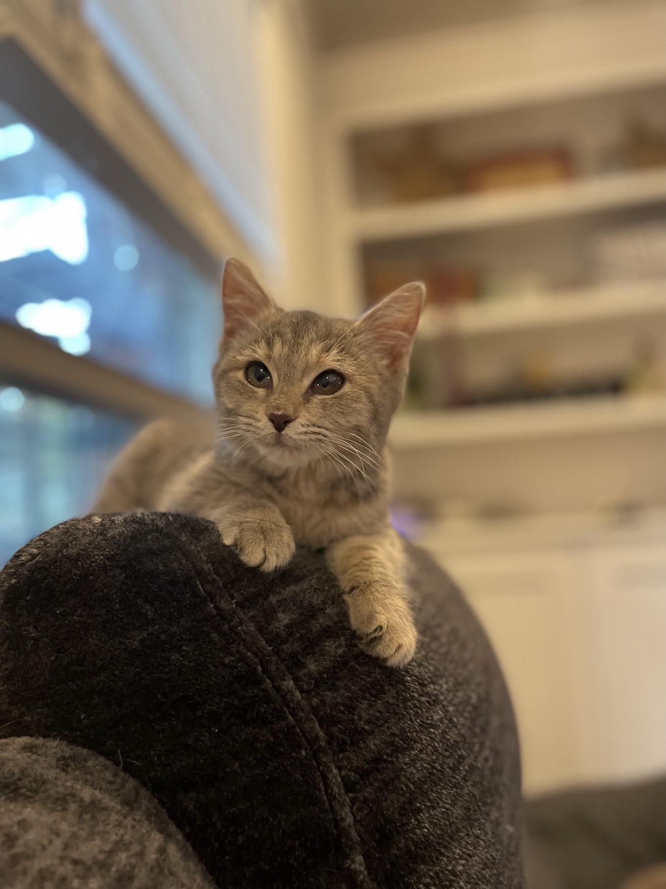 Enlarge Wednesday, an adopted Domestic Medium Hair in Murfreesboro, TN image 3/4