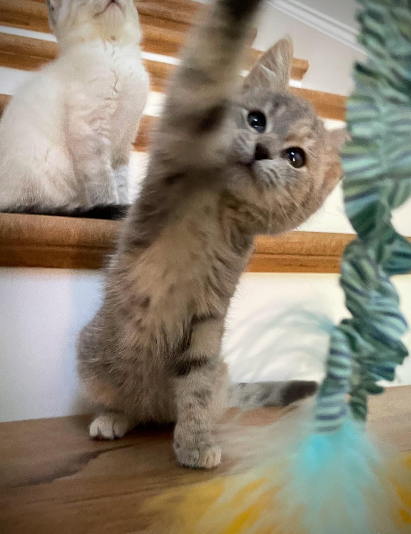 Enlarge Wednesday, an adopted Domestic Medium Hair in Murfreesboro, TN image 4/4