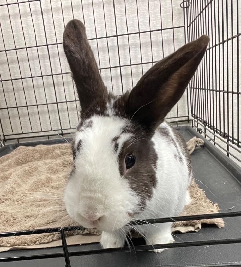 Enlarge Milky Way, a Adoptable American in Pomona, NY image 1/3