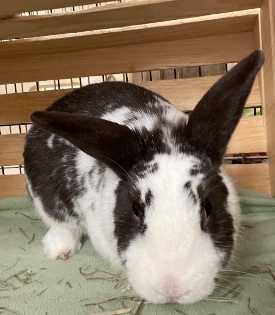 Enlarge Milky Way, a Adoptable American in Pomona, NY image 3/3