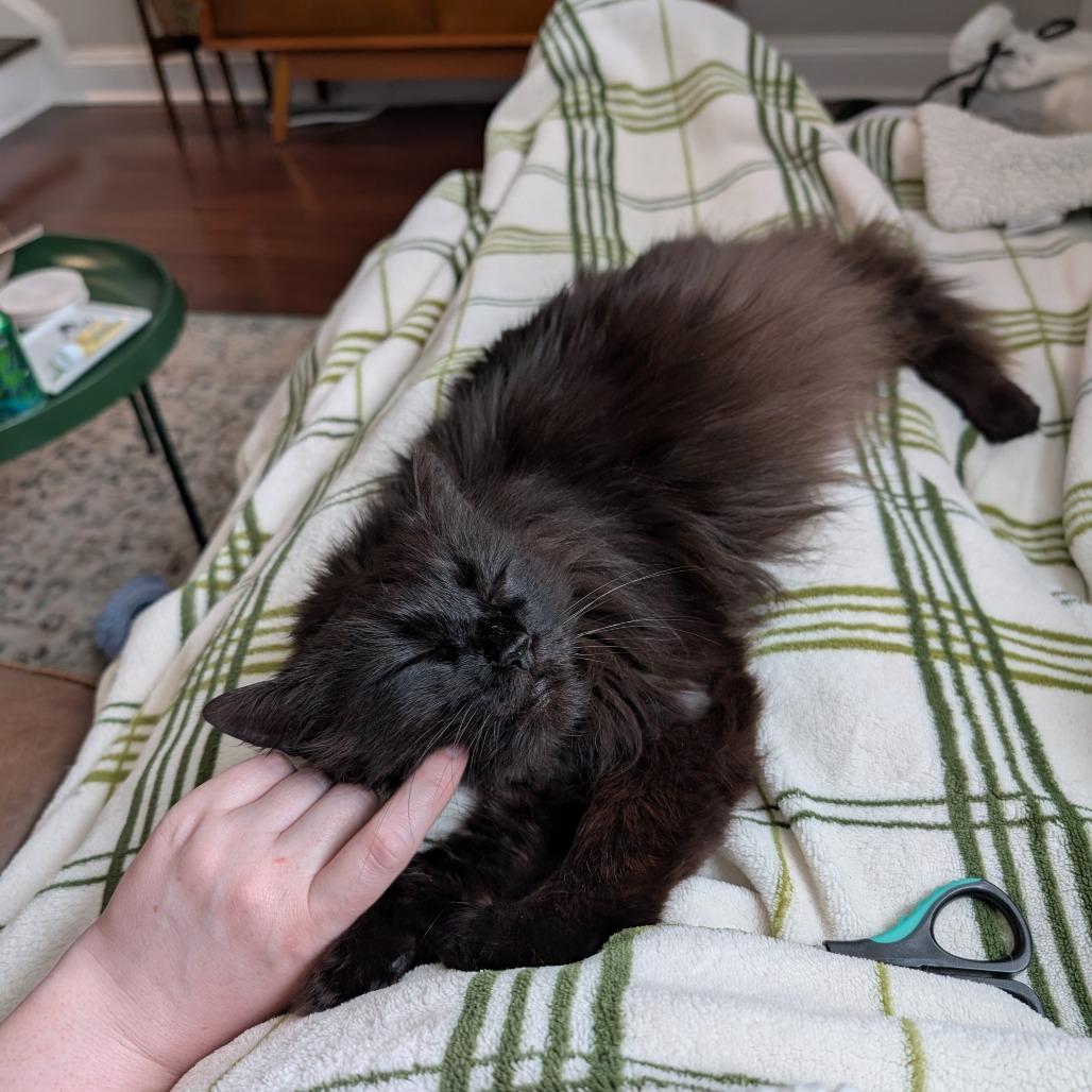 Matilda (Tilly), Adoptable, Senior Female Domestic Long Hair.