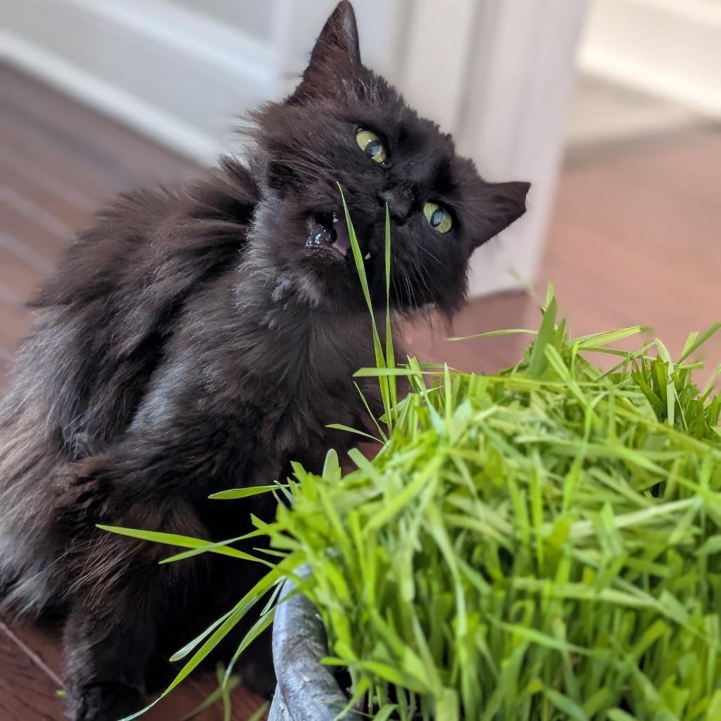 Matilda (Tilly), a Adoptable Domestic Long Hair in Reisterstown, MD image 3/6