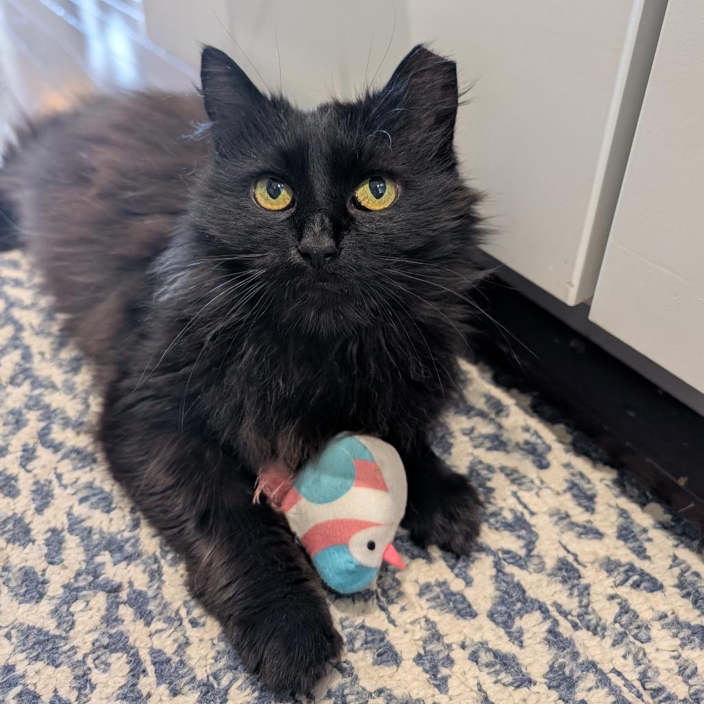 Matilda (Tilly), a Adoptable Domestic Long Hair in Reisterstown, MD image 5/6