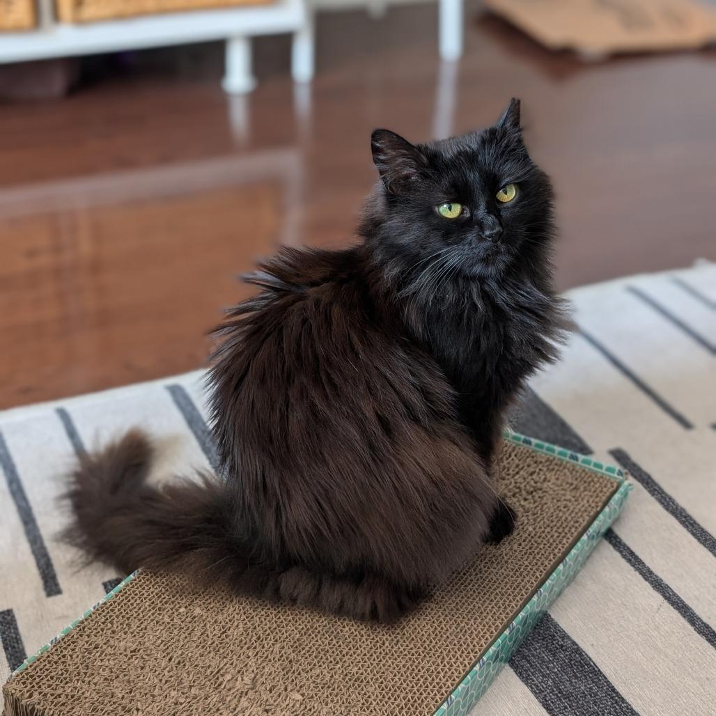 Matilda (Tilly), a Adoptable Domestic Long Hair in Reisterstown, MD image 6/6