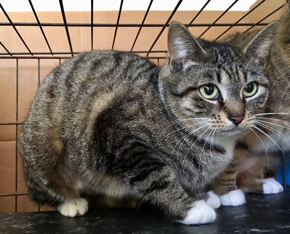 Chess, Adoptable, Adult Female Domestic Short Hair.