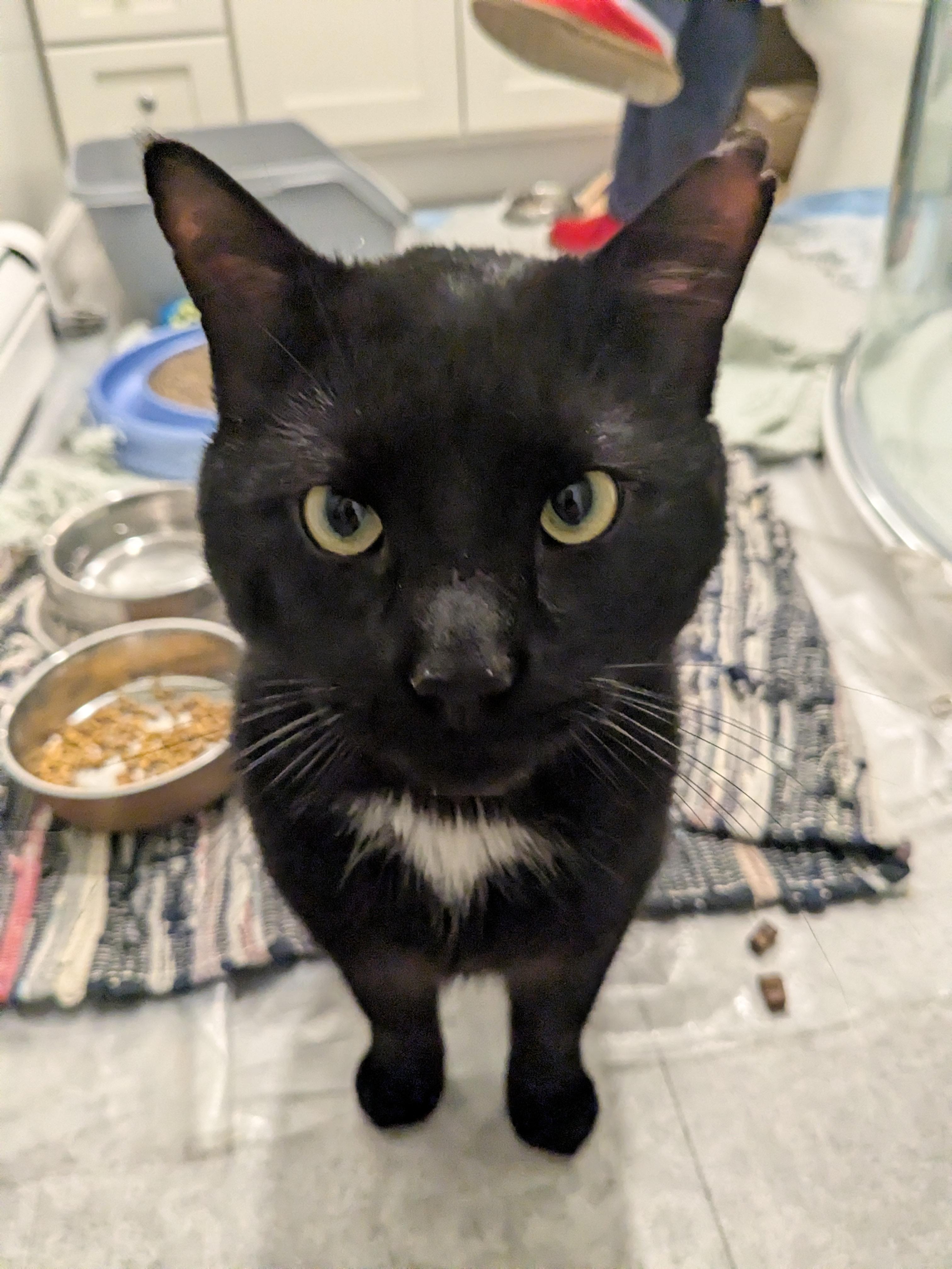 Smokey Jones, Adoptable, Adult Male Domestic Short Hair.