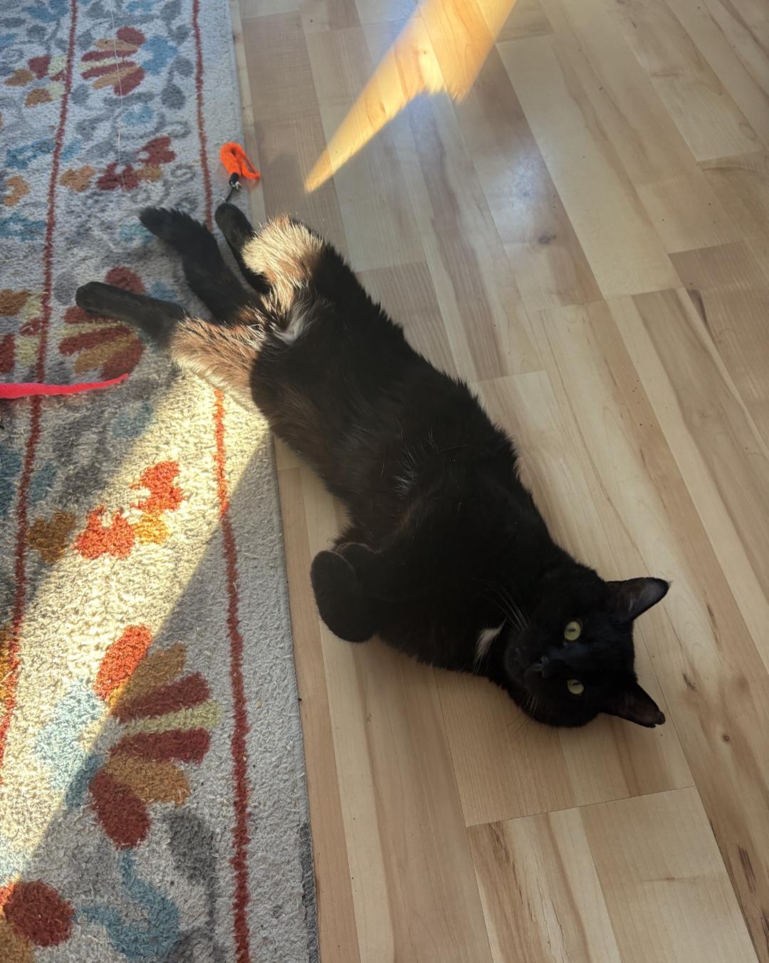 Enlarge Smokey Jones, a Adoptable Domestic Short Hair in Burlington, VT image 2/6