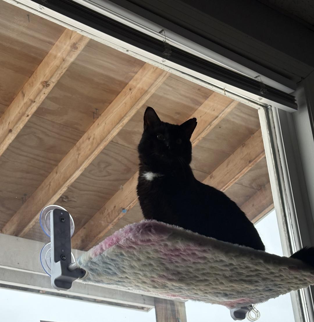 Enlarge Smokey Jones, a Adoptable Domestic Short Hair in Burlington, VT image 3/6