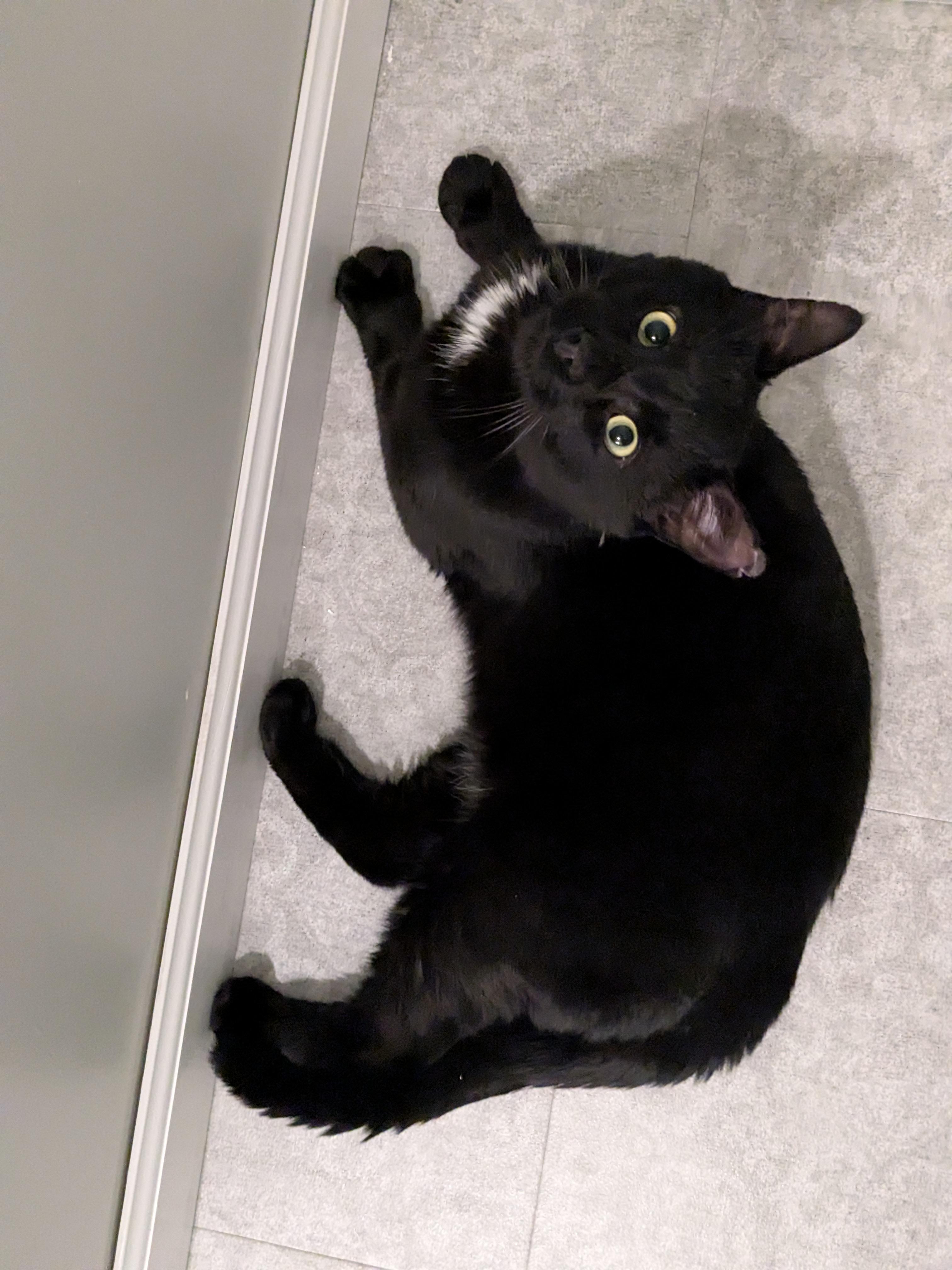 Enlarge Smokey Jones, a Adoptable Domestic Short Hair in Burlington, VT image 2/3