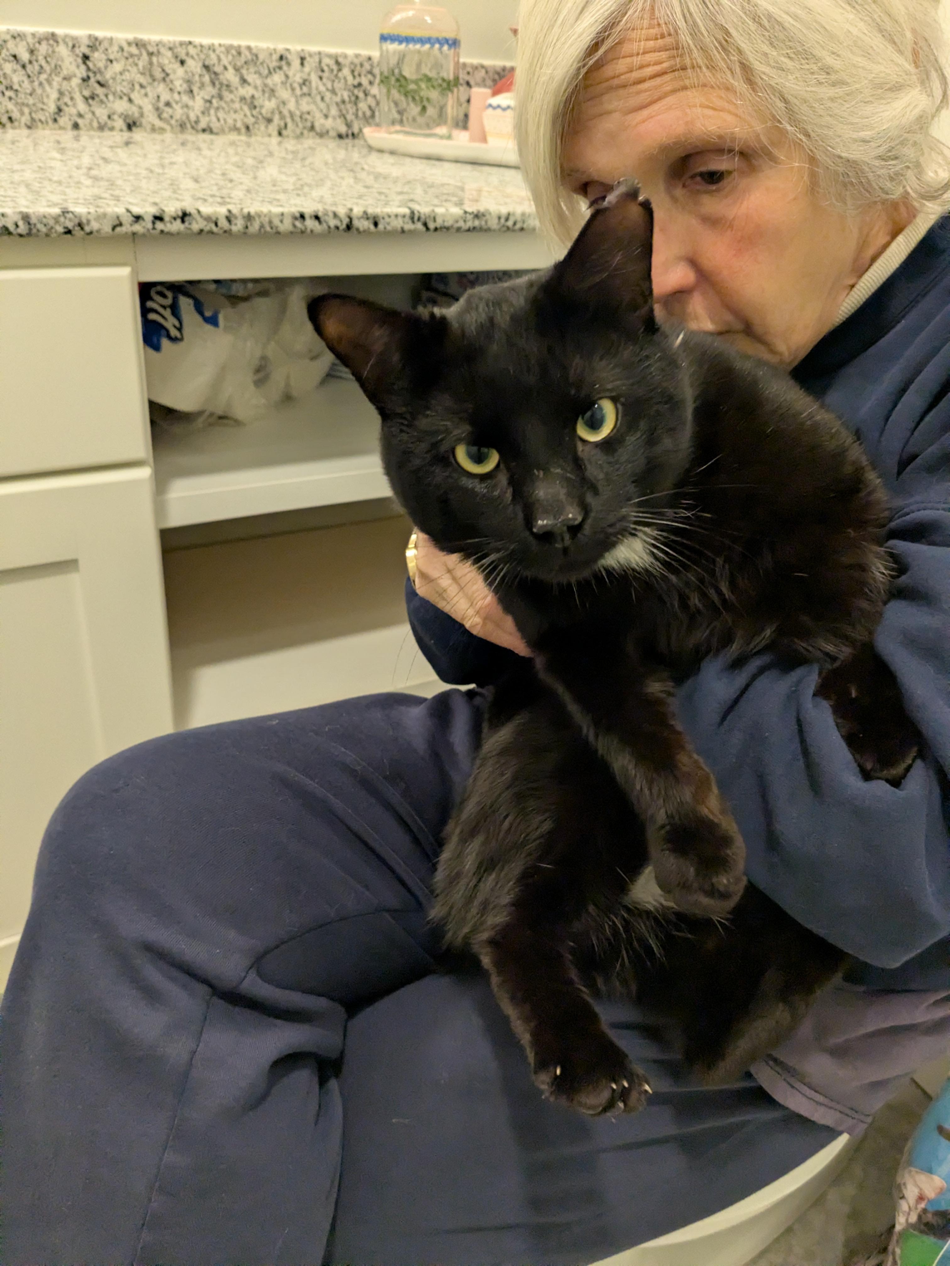 Enlarge Smokey Jones, a Adoptable Domestic Short Hair in Burlington, VT image 3/3