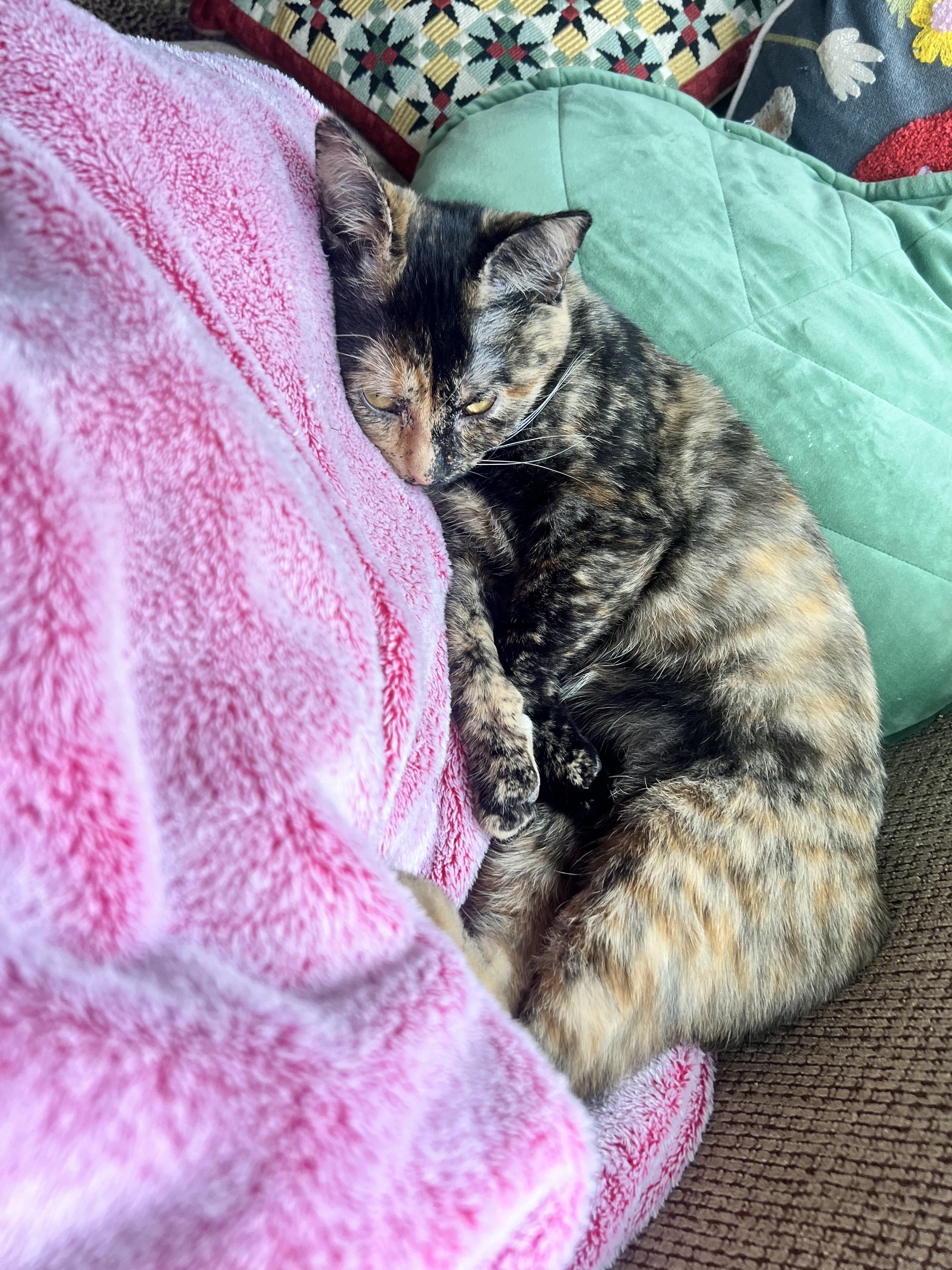 Enlarge Lena, a Adoptable Domestic Short Hair in Chicago, IL image 3/4