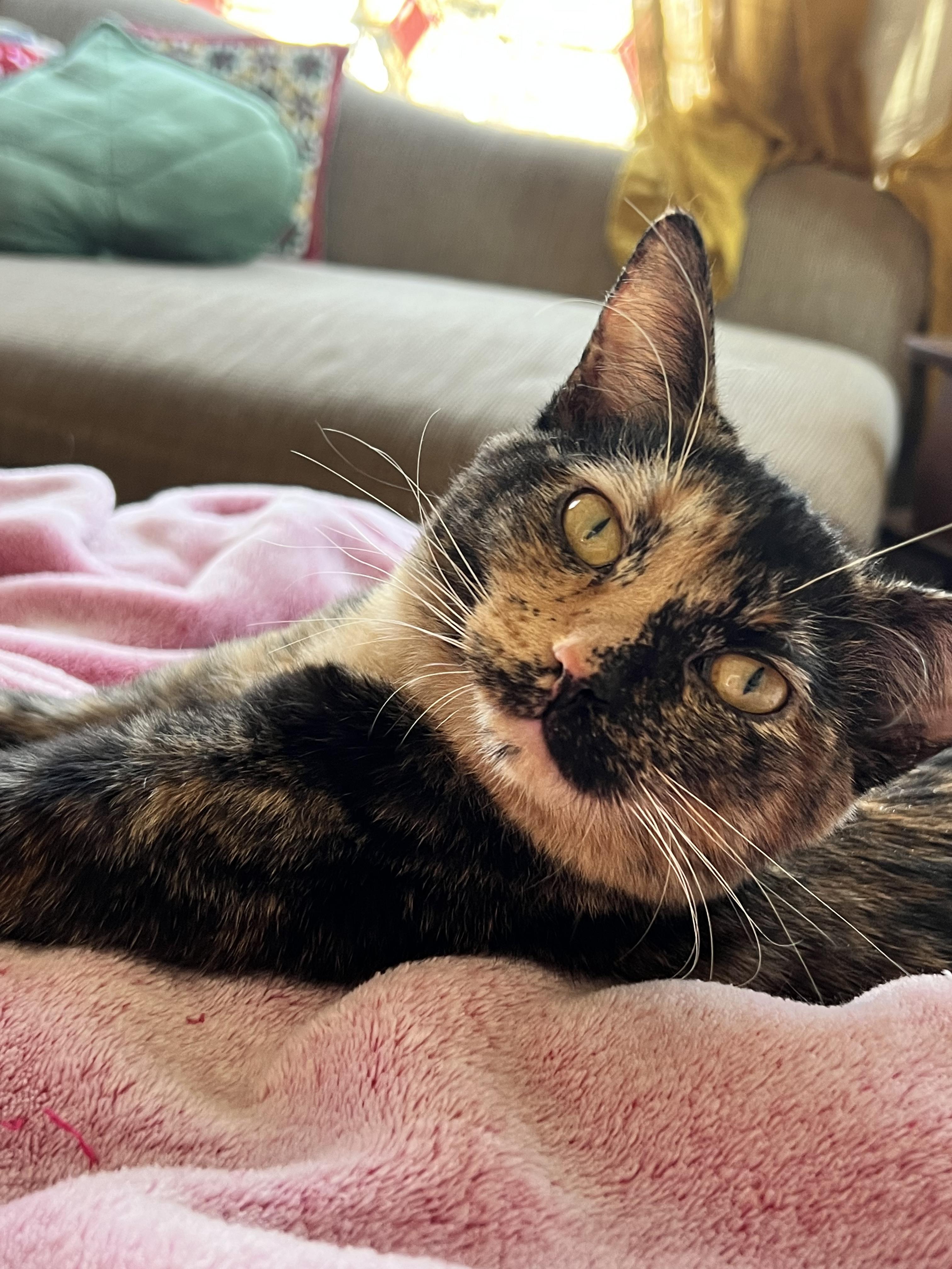 Enlarge Lena, a Adoptable Domestic Short Hair in Chicago, IL image 4/4