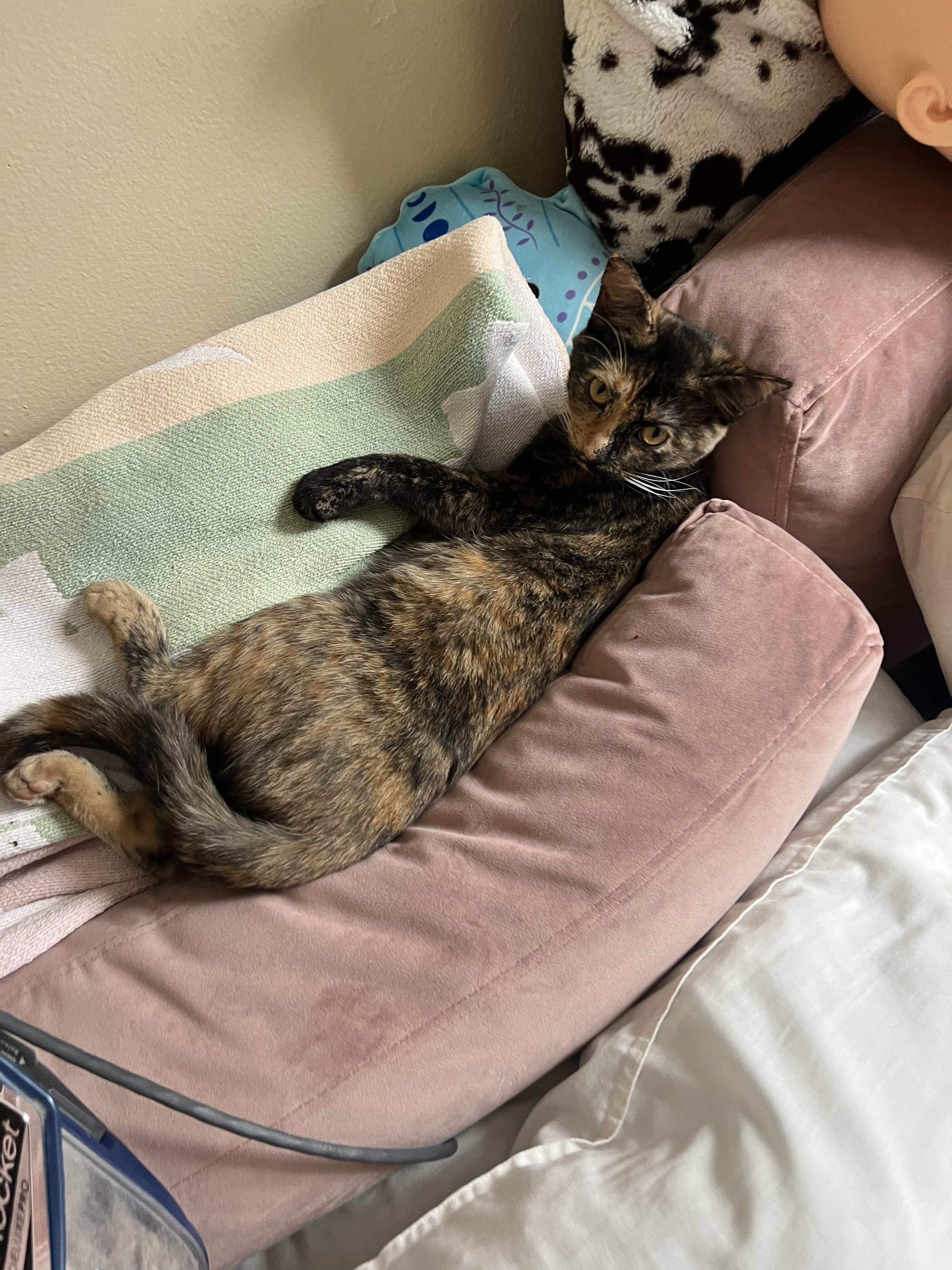 Lena, Adoptable, Kitten Female Domestic Short Hair.