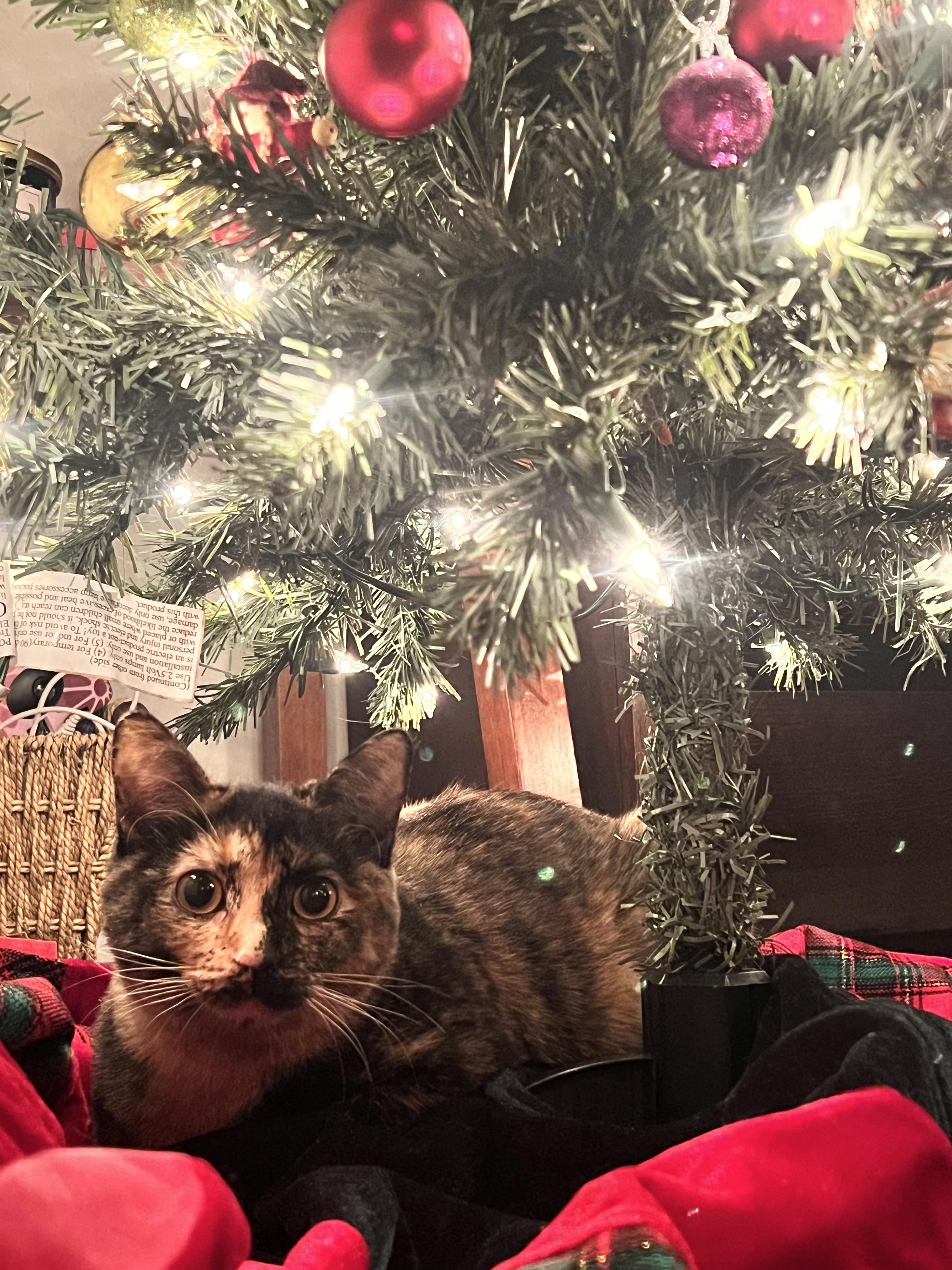 Enlarge Lena, a Adoptable Domestic Short Hair in Chicago, IL image 2/4