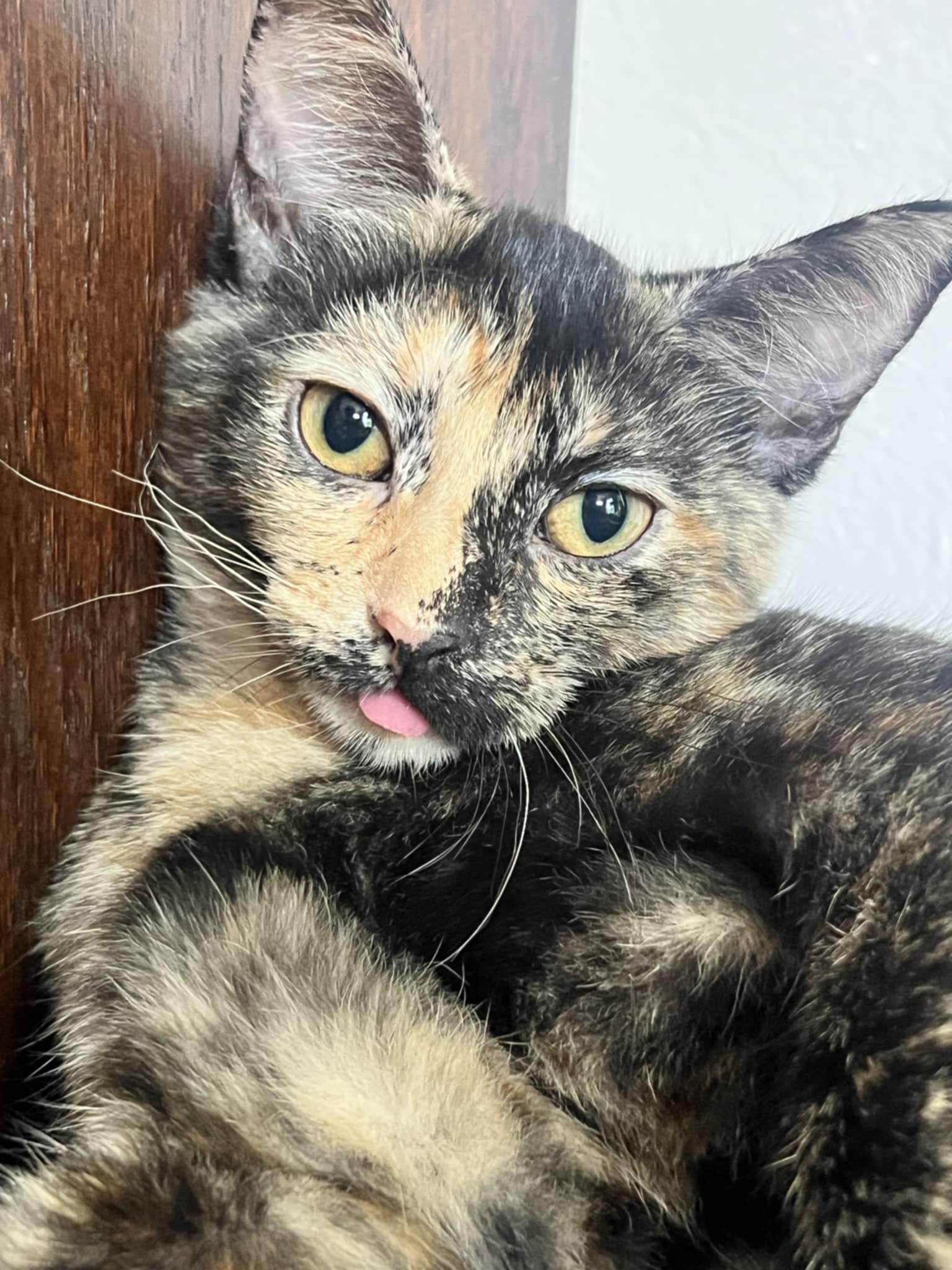 Enlarge Lena, a Adoptable Domestic Short Hair in Chicago, IL image 1/1