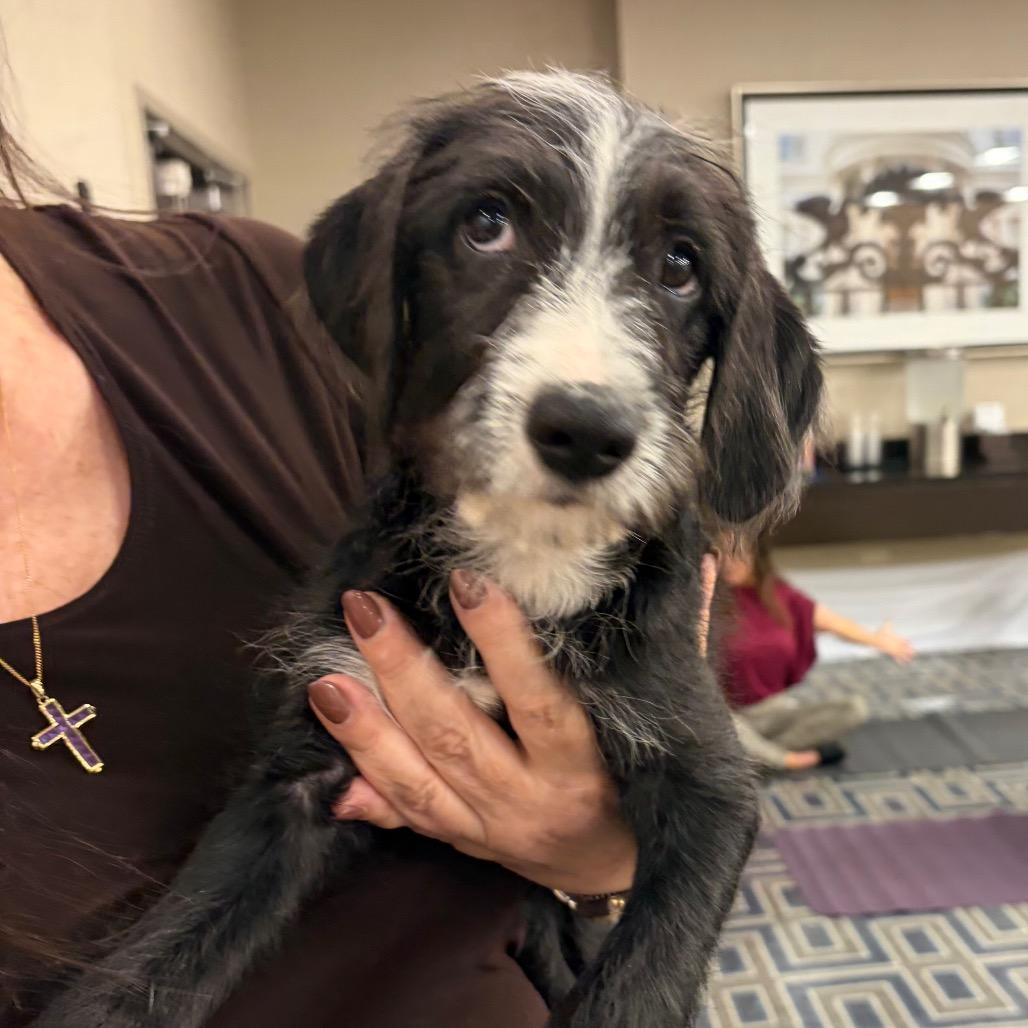 Mirry, Adoptable, Puppy Female Golden Retriever & German Shepherd Dog.